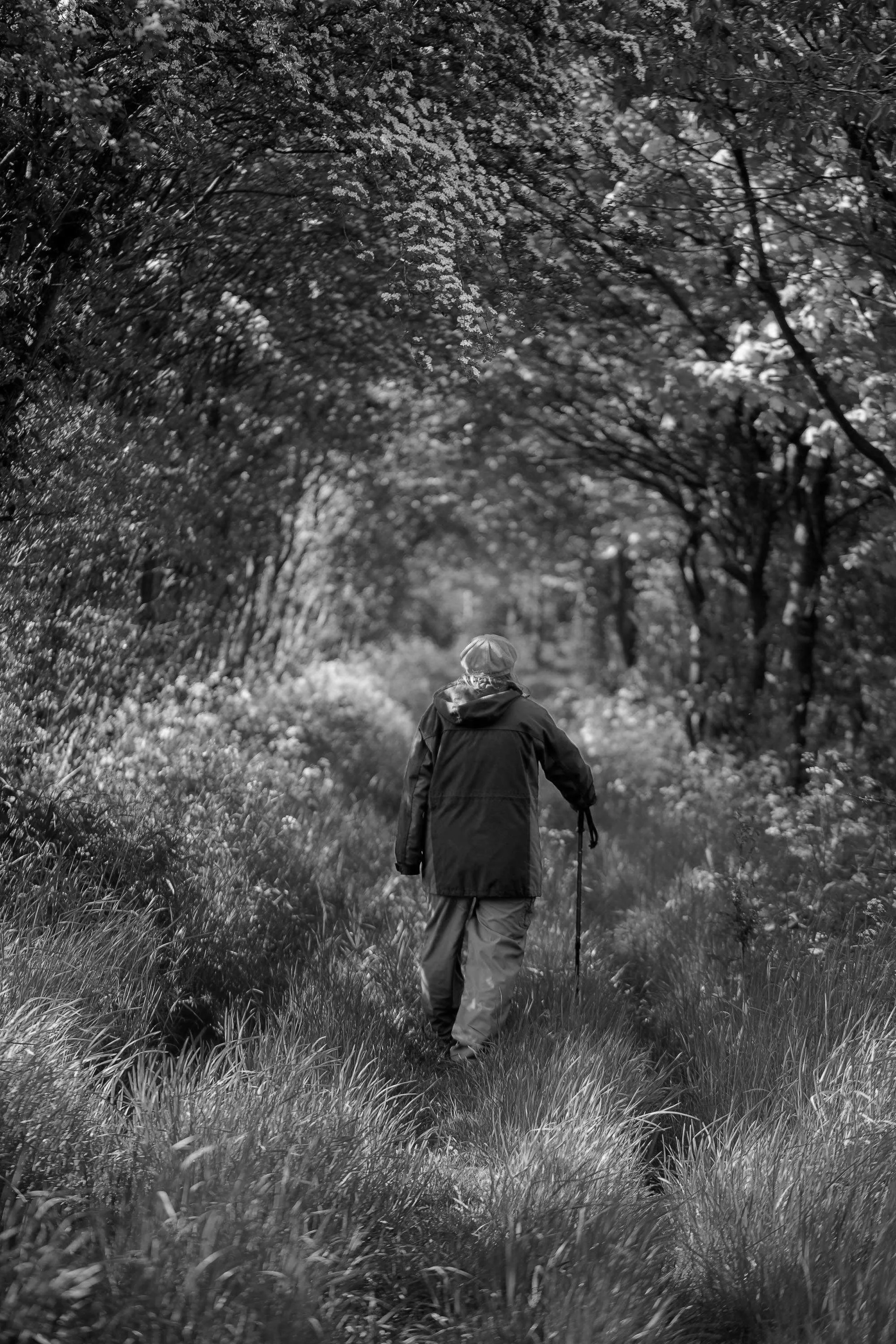 The Mystery Walking Stick