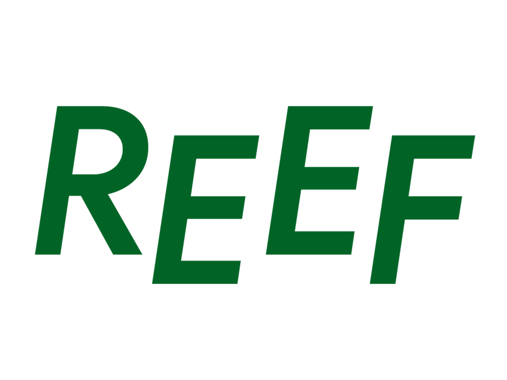 reef-tv.png
