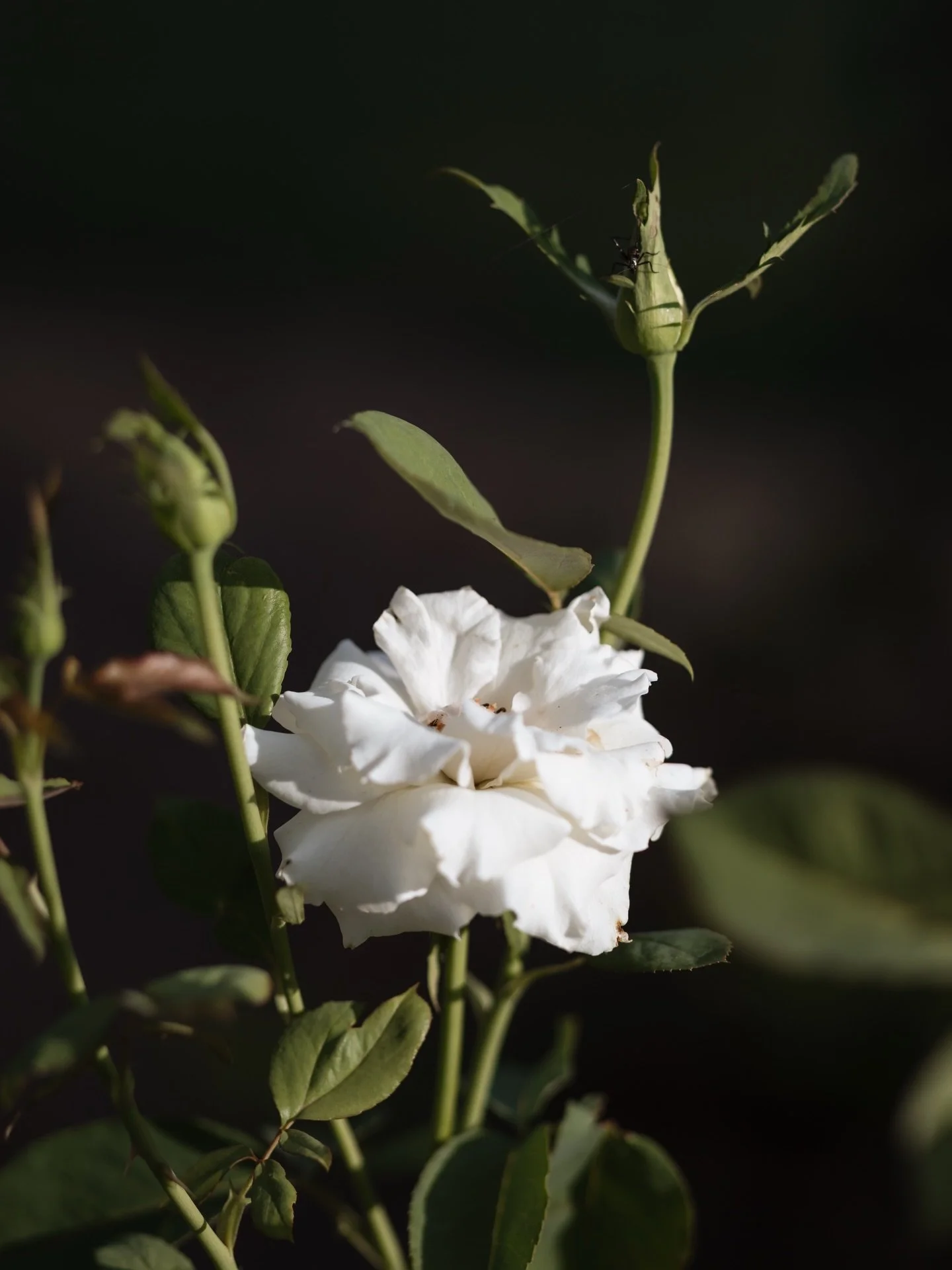 A beautiful home grown rose from Kate&rsquo;s garden at Avonlea ✨