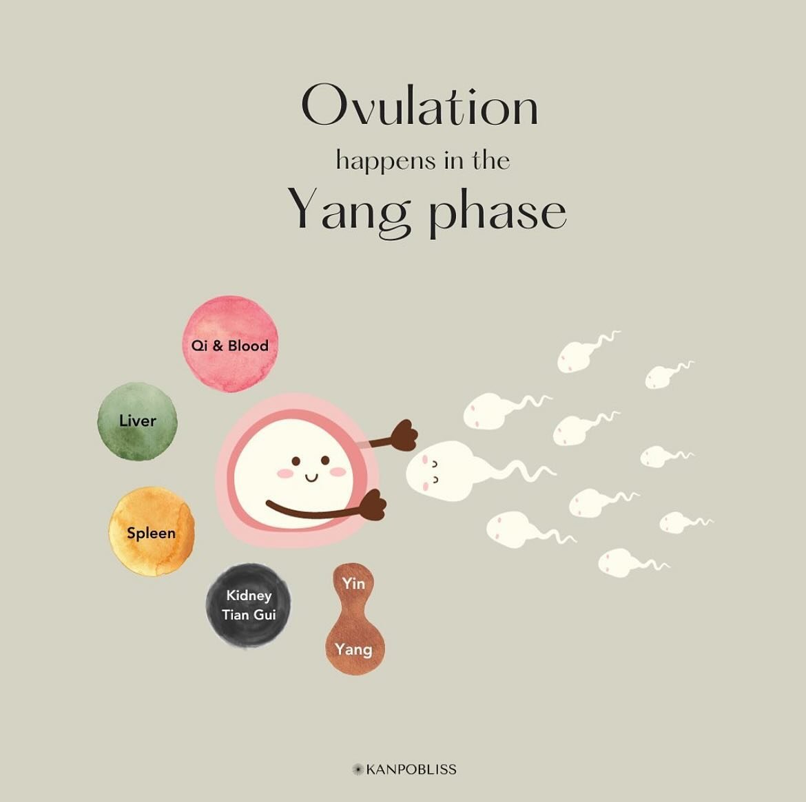 🥚 Ovulation happens in the Yang phase. For this to happen, Kidney, Liver and Spleen organ systems have to be in harmony during the four phases of the menstrual cycle. 

☯️ Abundance of Yin (moist, feminine, nourishing) and adequate Yang (power, masc