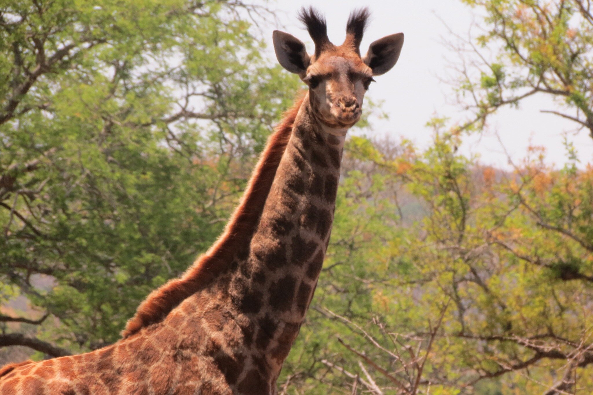🌍 Exploring the Wild 🦁🦒🐘

Embark on a journey with us into the heart of nature's wonders! 🍃 From the towering grace of giraffes to the mighty paws of lions and the gentle presence of elephants, our wildlife adventure promises to captivate your s