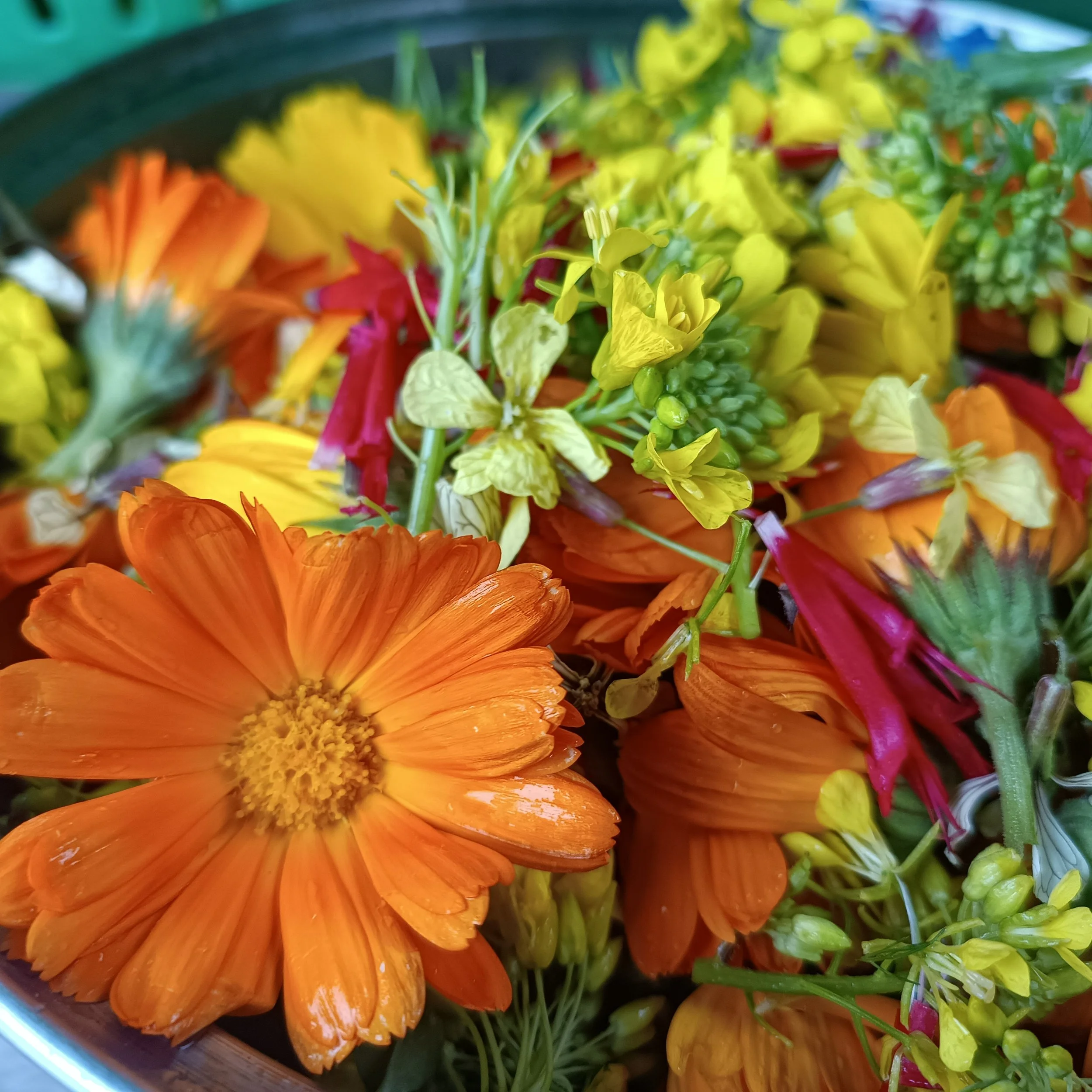 Spring Green Foraging Workshop