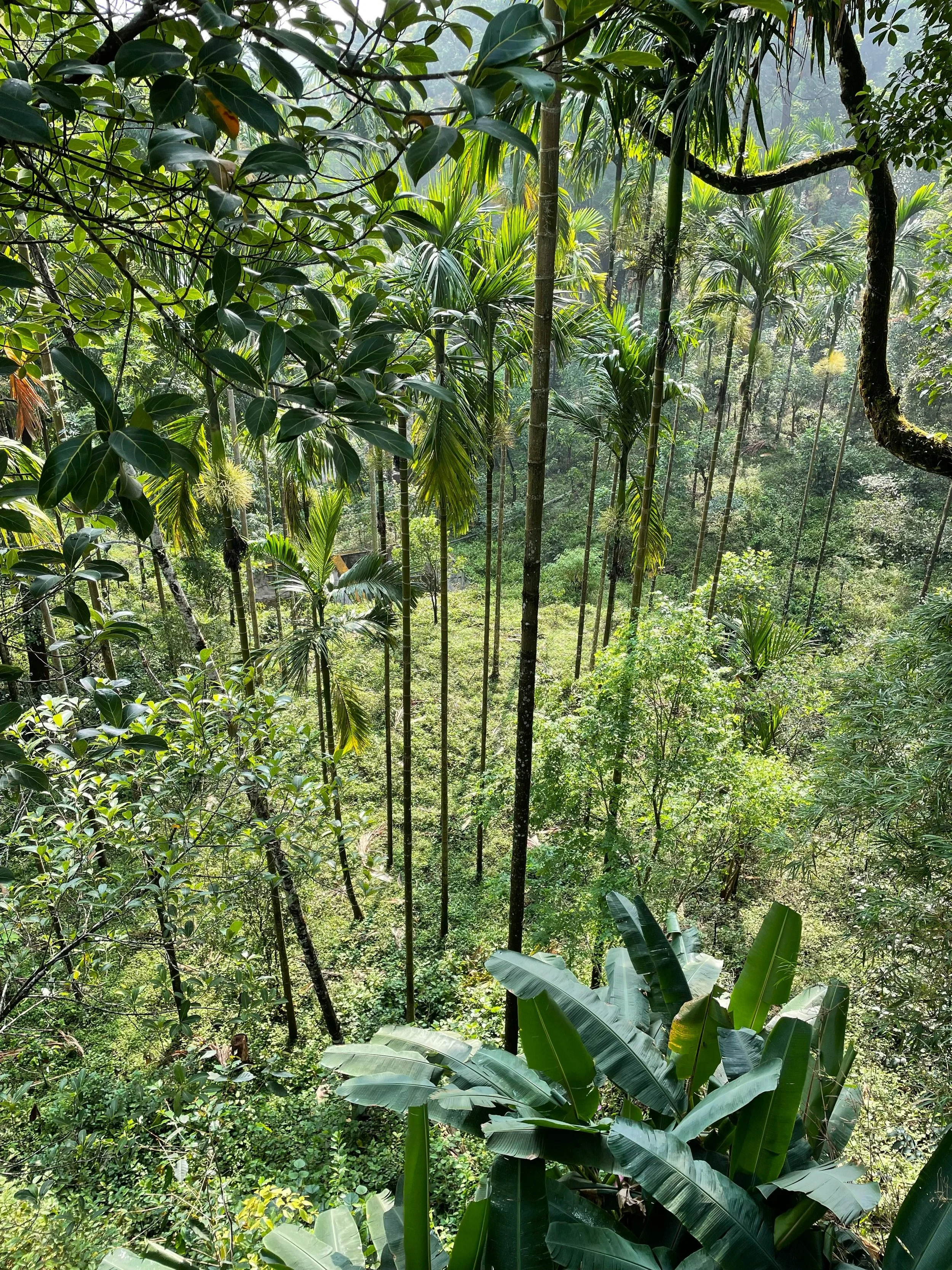 Syntropic Agroforestry Workshop