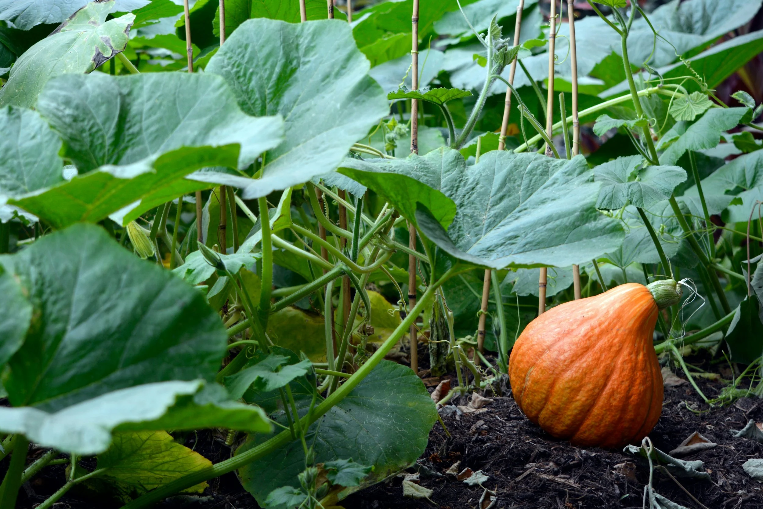 Planning Your Summer Garden Workshop