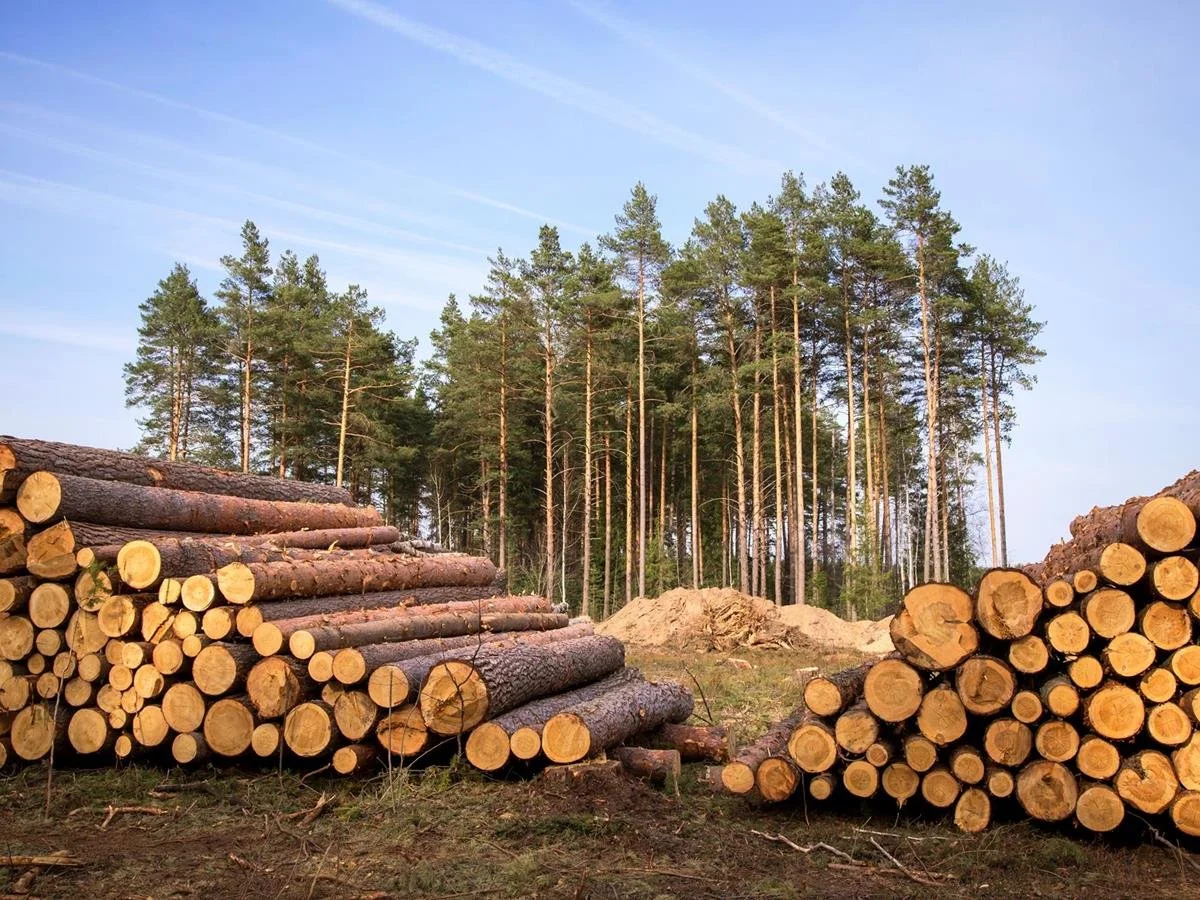 image of chopped wood and trees with blue sky
