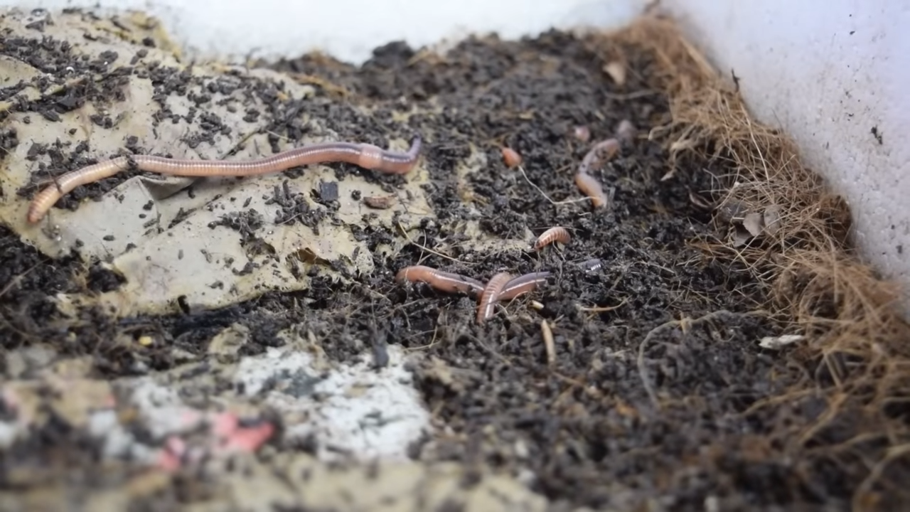 My Worm Farming Journey: Breeding Worms for Healthier Soil — Bloom