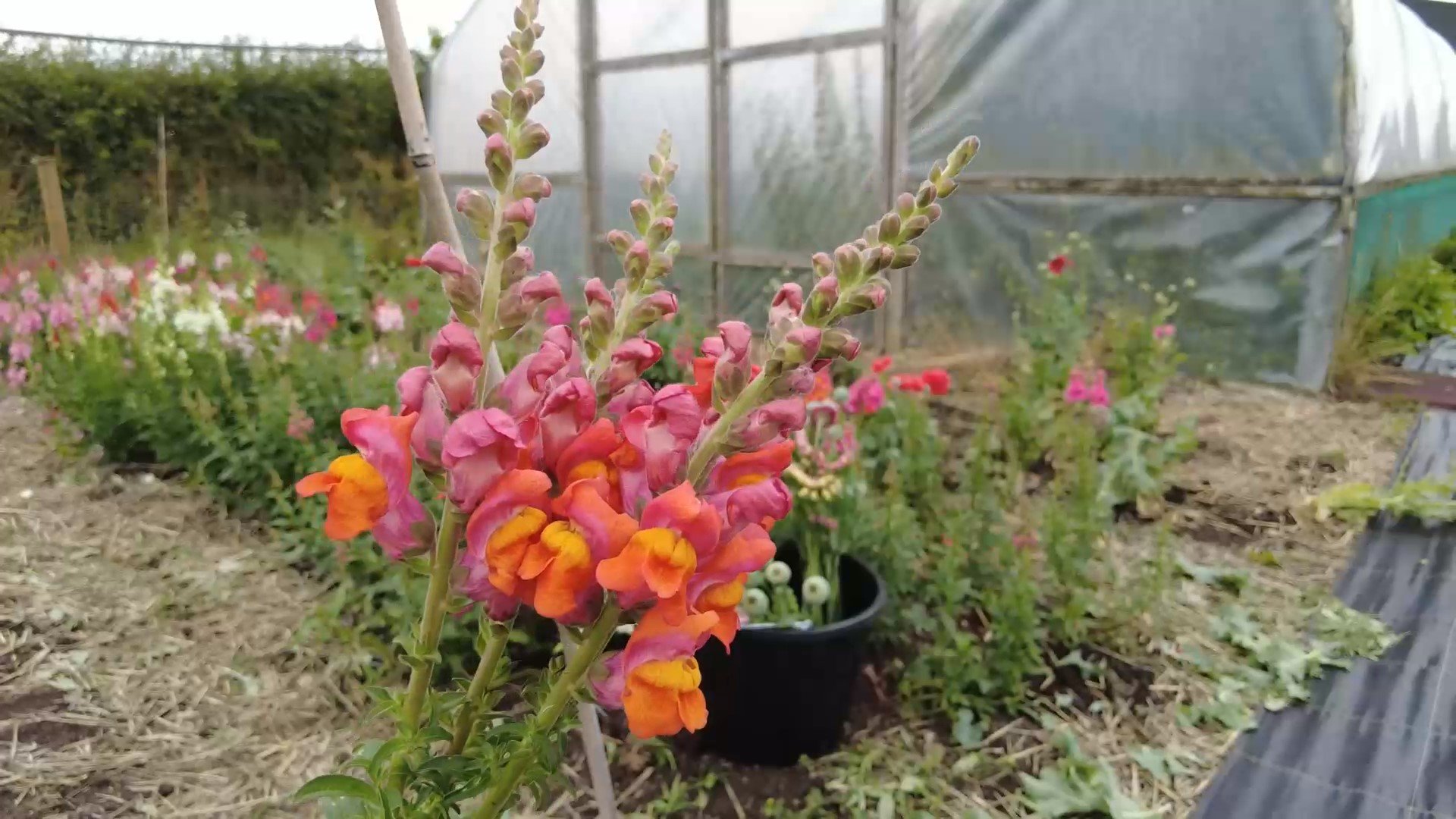 how to grow snapdragons - frame at 0m37s.jpg