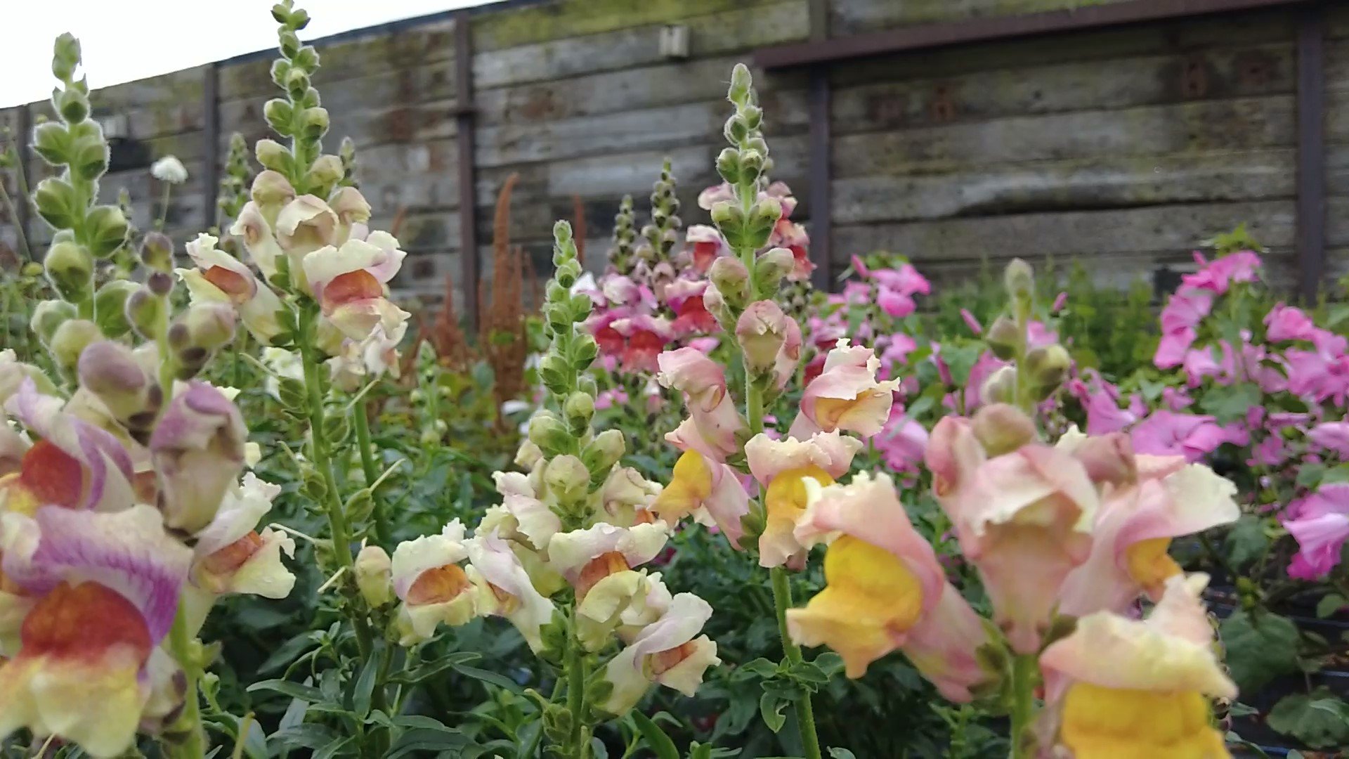 how to grow snapdragons - frame at 3m7s.jpg