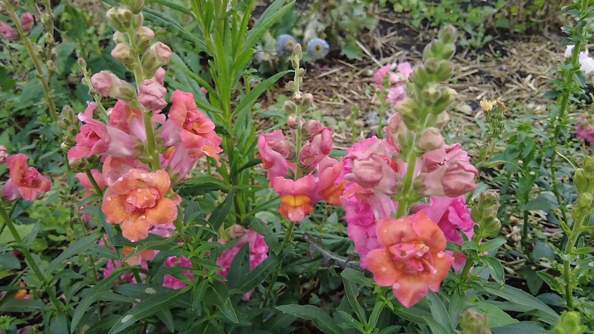 how to grow snapdragons - frame at 3m39s.jpg
