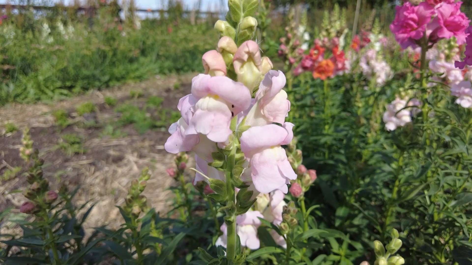 how to grow snapdragons - frame at 4m46s.jpg