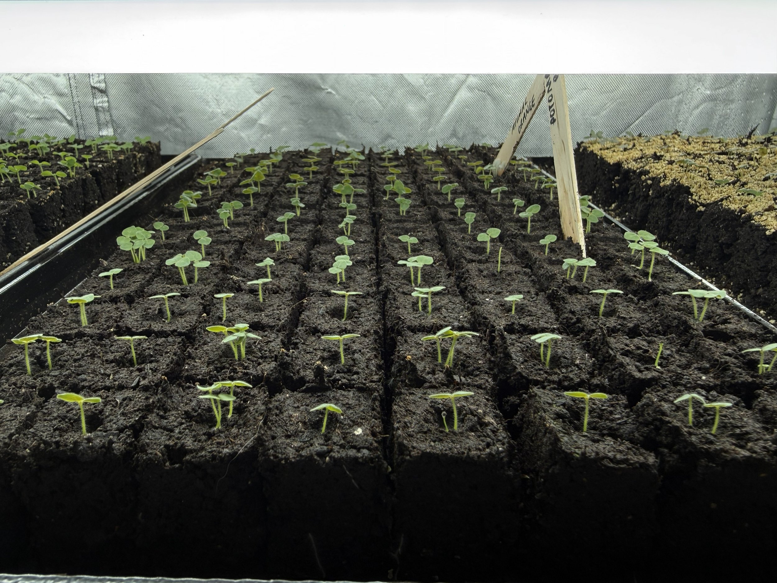 soil-blocking-seedlings.jpg