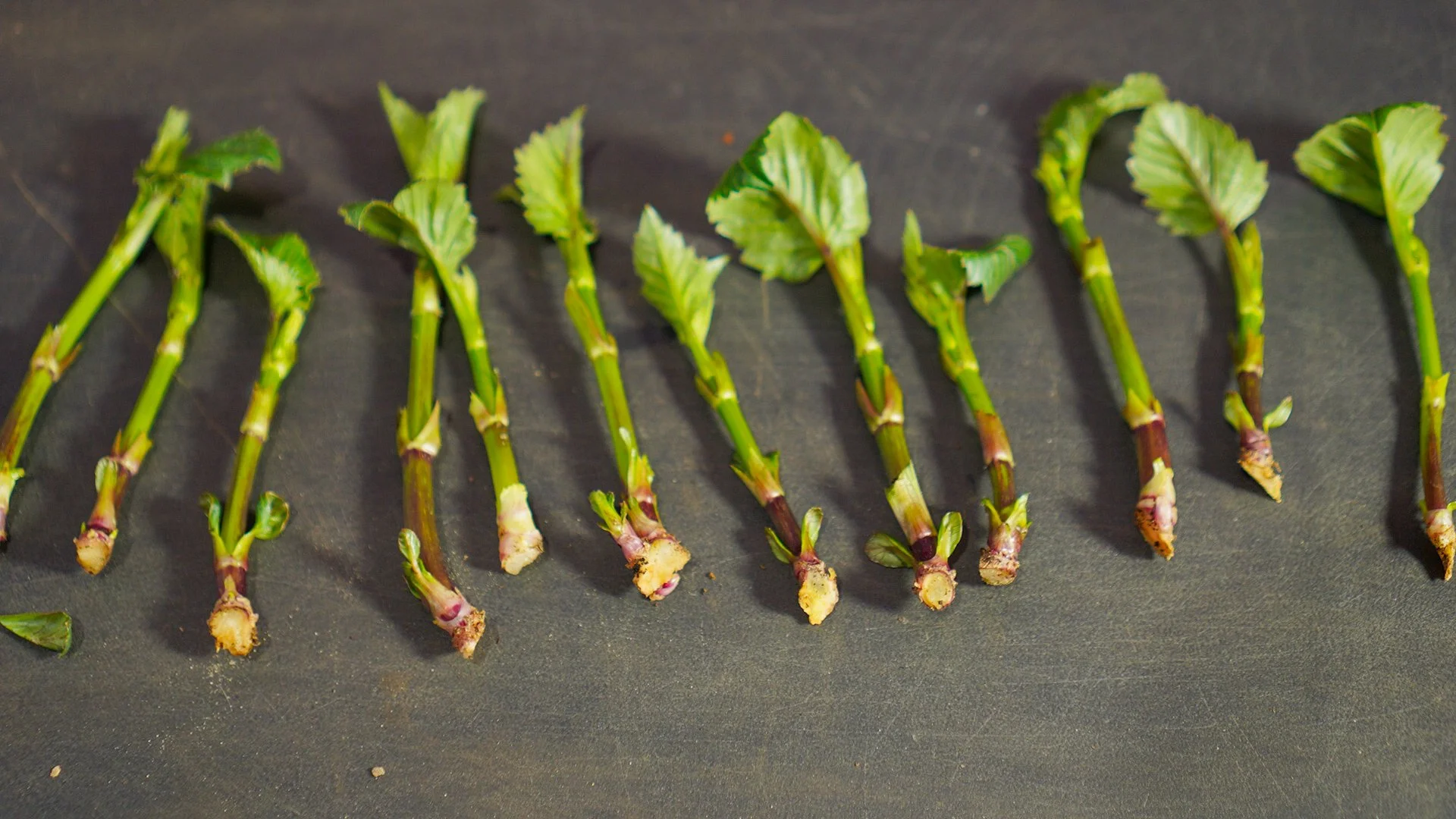 How to Take Dahlia Cuttings and Multiply Your Plants