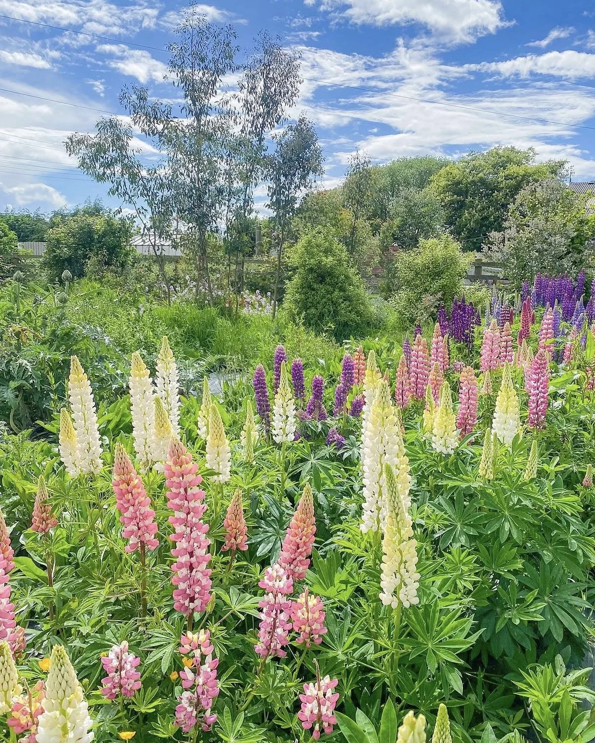 How to Grow Lupins (tips from a flower farmer)