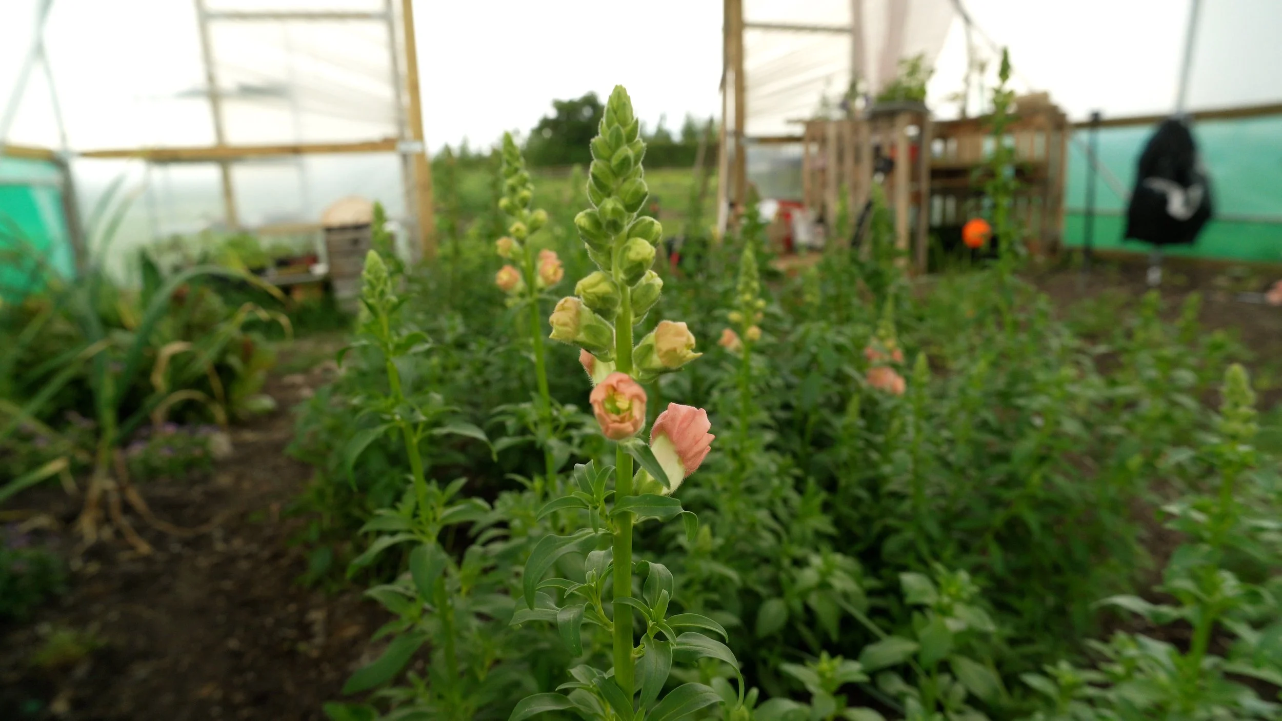 Unpinched Snapdragon