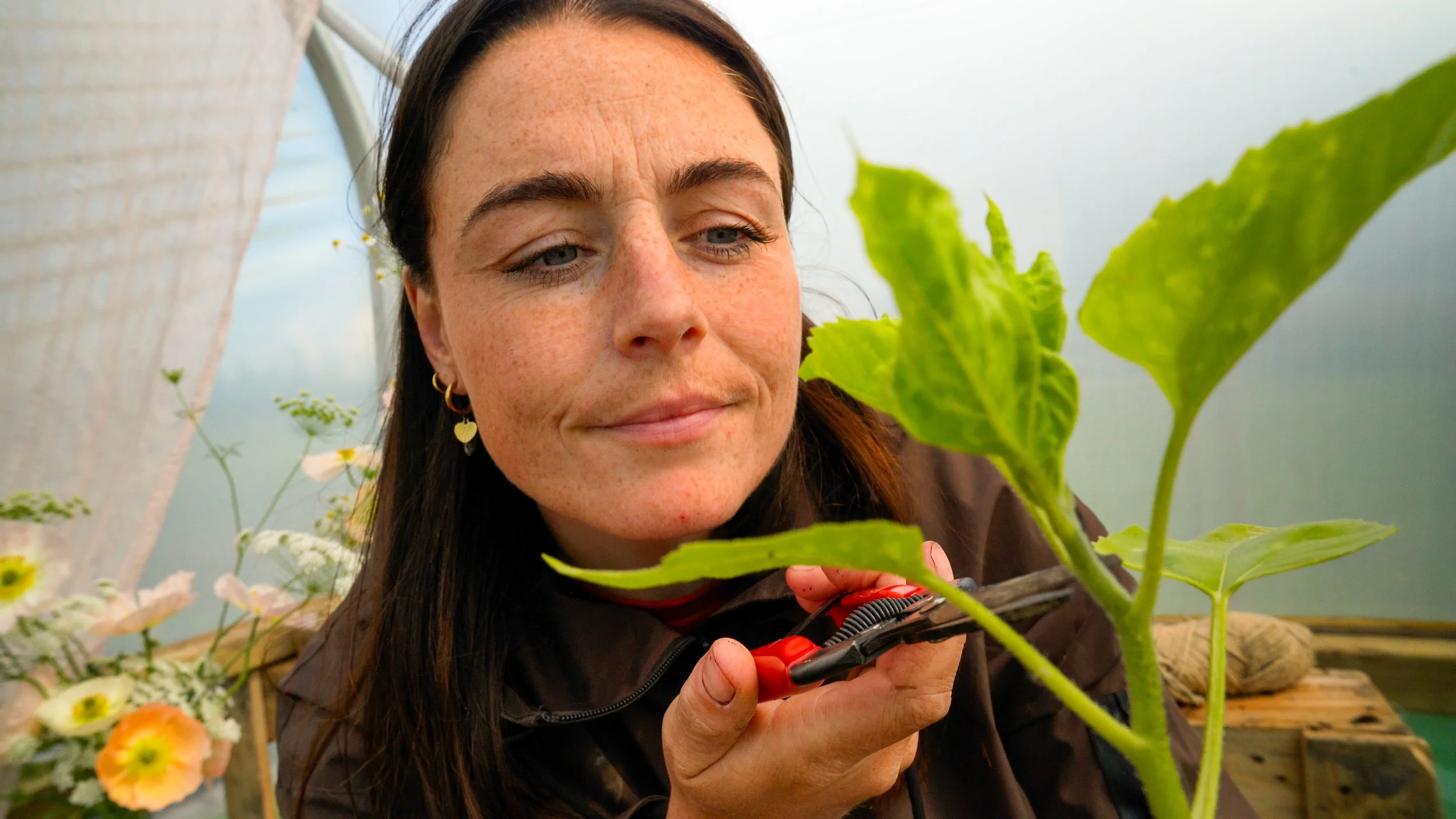 How to Pinch Cut Flowers for More Blooms and Better Harvests