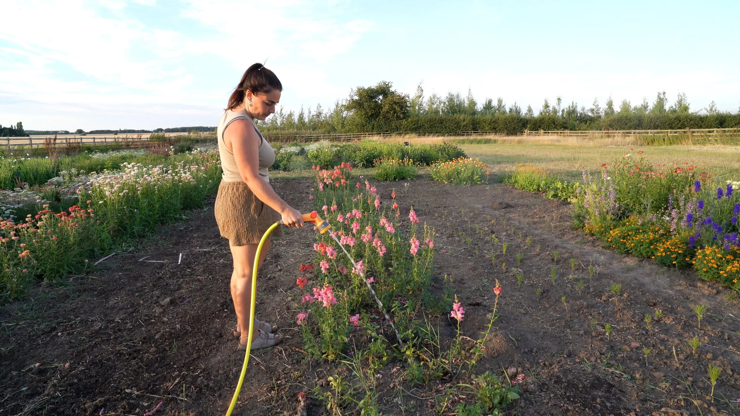 Drought-Proofing Your Cut Flower Patch