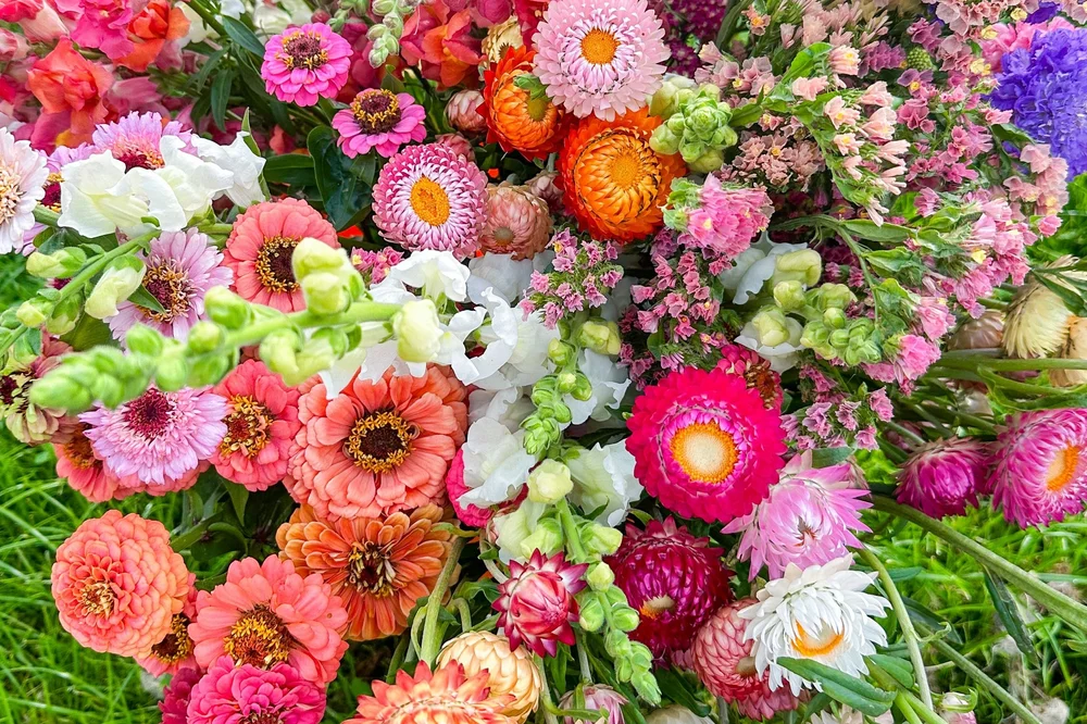 How to Cut & Condition Flowers for Longer Lasting Bouquets — Bloom & Gray Flower Farm