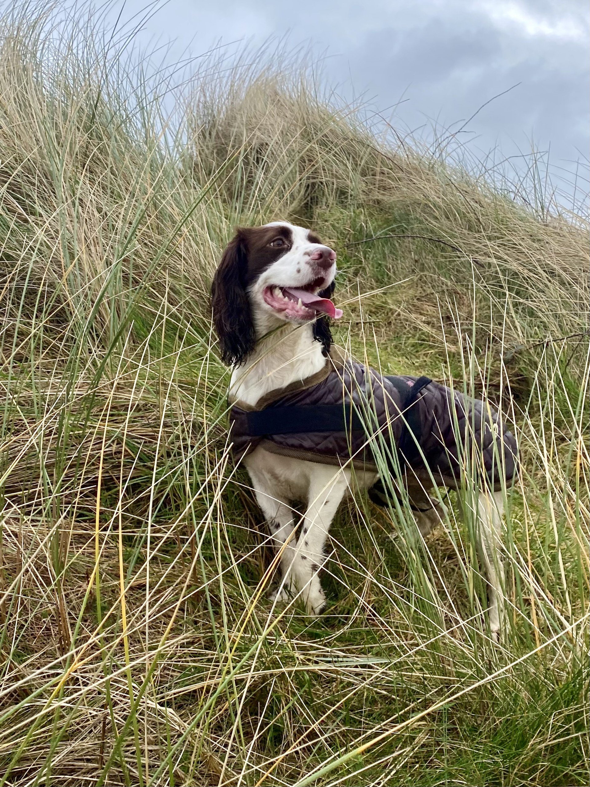 Walking the coast with Olive.