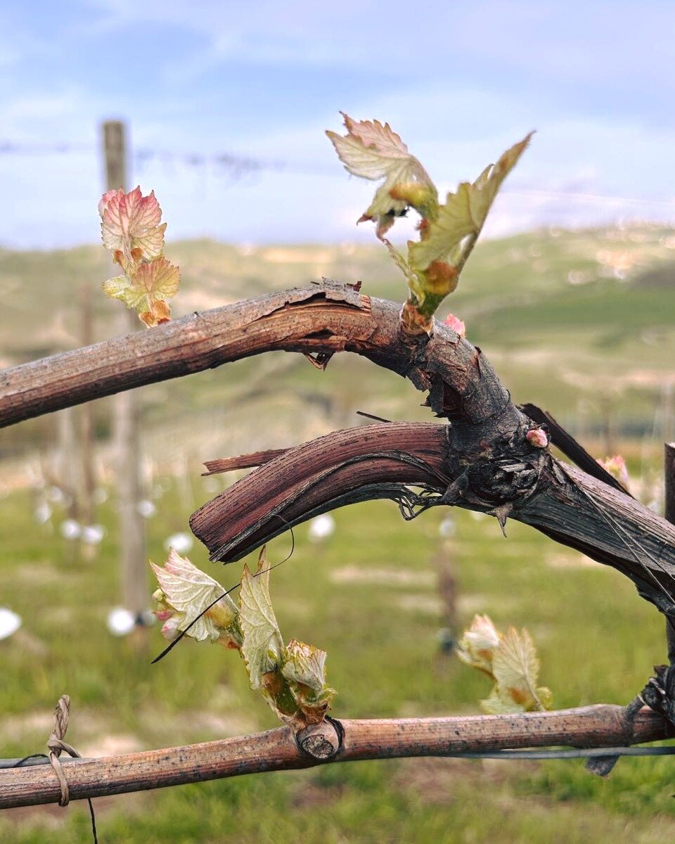 GERMOGLIAMENTO IN CERRETTA: 
segna l'inizio del ciclo di crescita annuale della vite che porter&agrave; alla formazione dei grappoli d'uva e, successivamente, alla vendemmia.
-----
GERMINATION IN CERRETTA: 
Marks the beginning of the annual growth cy