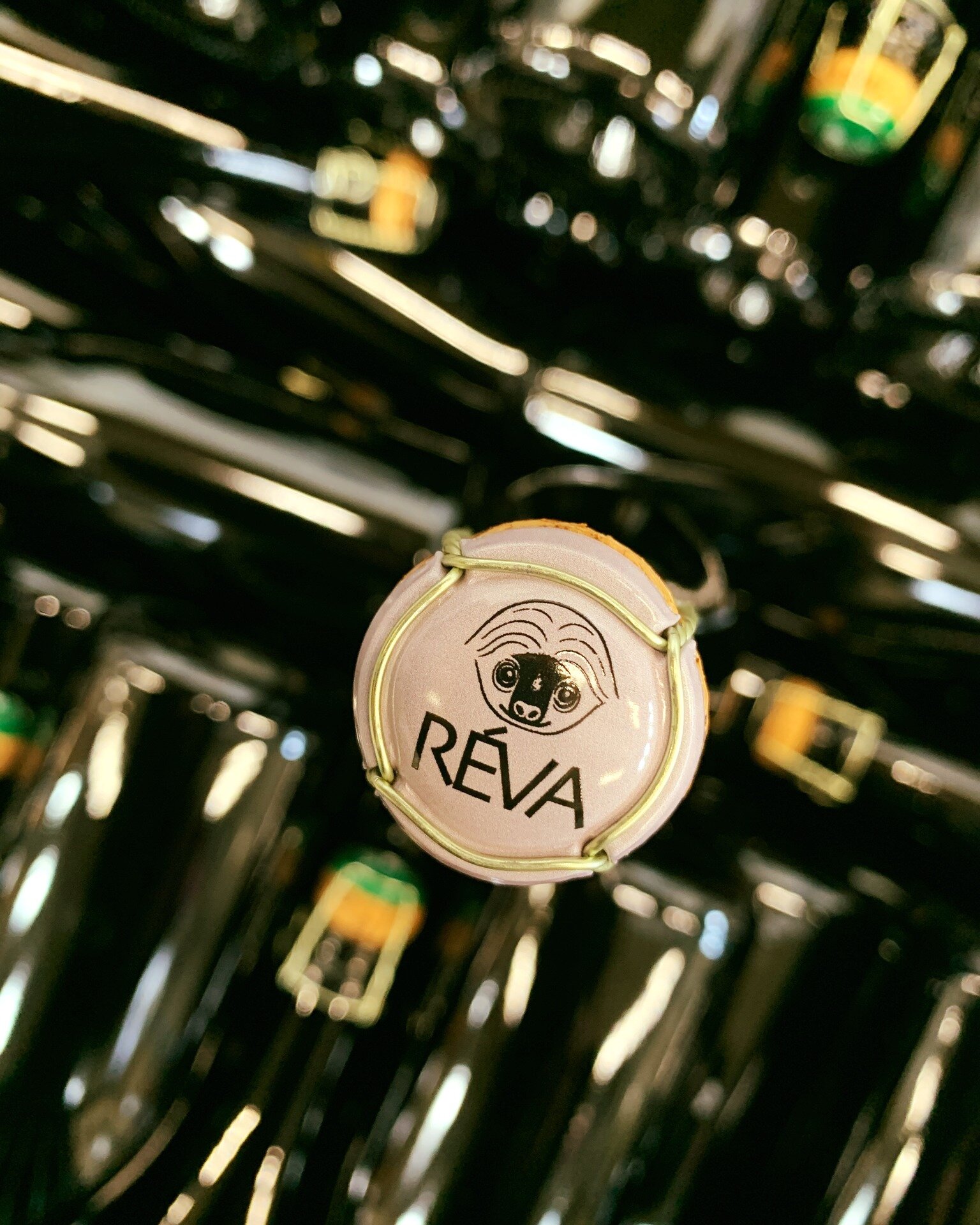 Solonoir &egrave; l'Alta Langa di R&eacute;va!

#RevaWinery #solonoir #AltaLanga