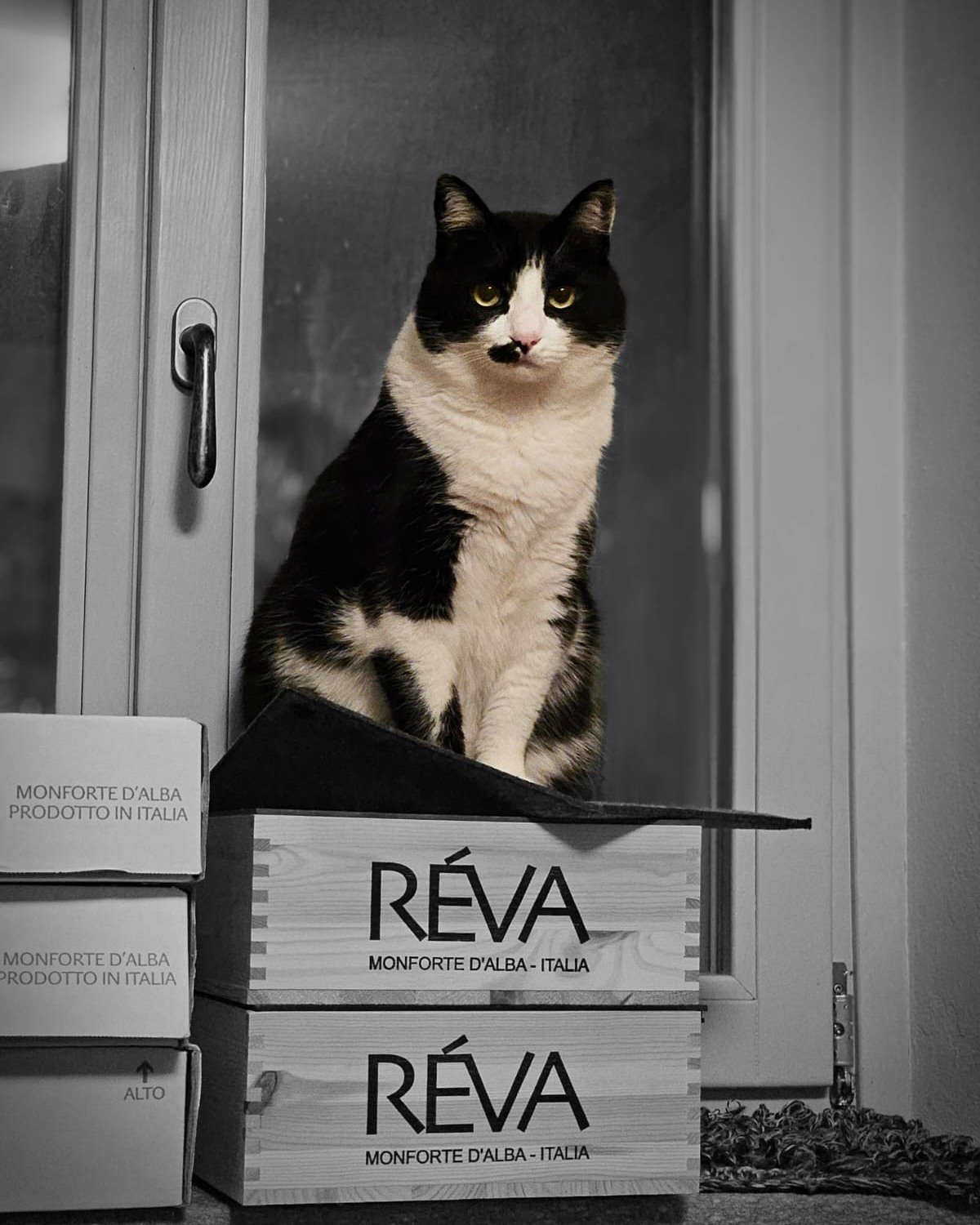 Quando il vino &egrave; troppo buono per lasciarlo incustodito 
🍷😸 
When the wine is too good to leave it unattended

#revawinery #GuardianoDelR&eacute;va 

THANKS @inessemin 🙏