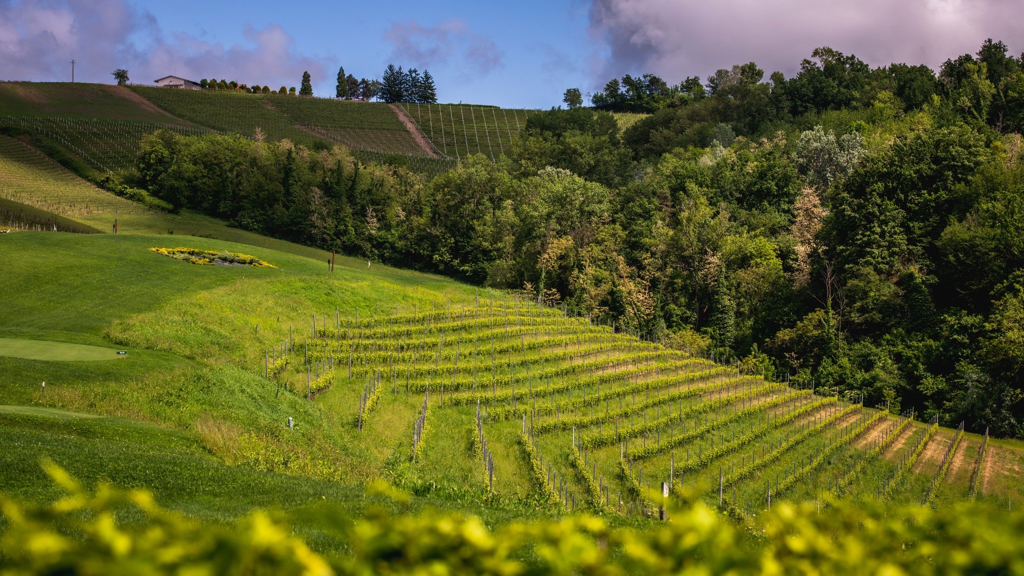 Vigne di Sauvignon immerse nel verde delle colline, un perfetto connubio di natura e viticoltura.
-----
Sauvignon vineyards nestled in the green hills, a perfect blend of nature and viticulture.

#RevaWinery #Sauvignon