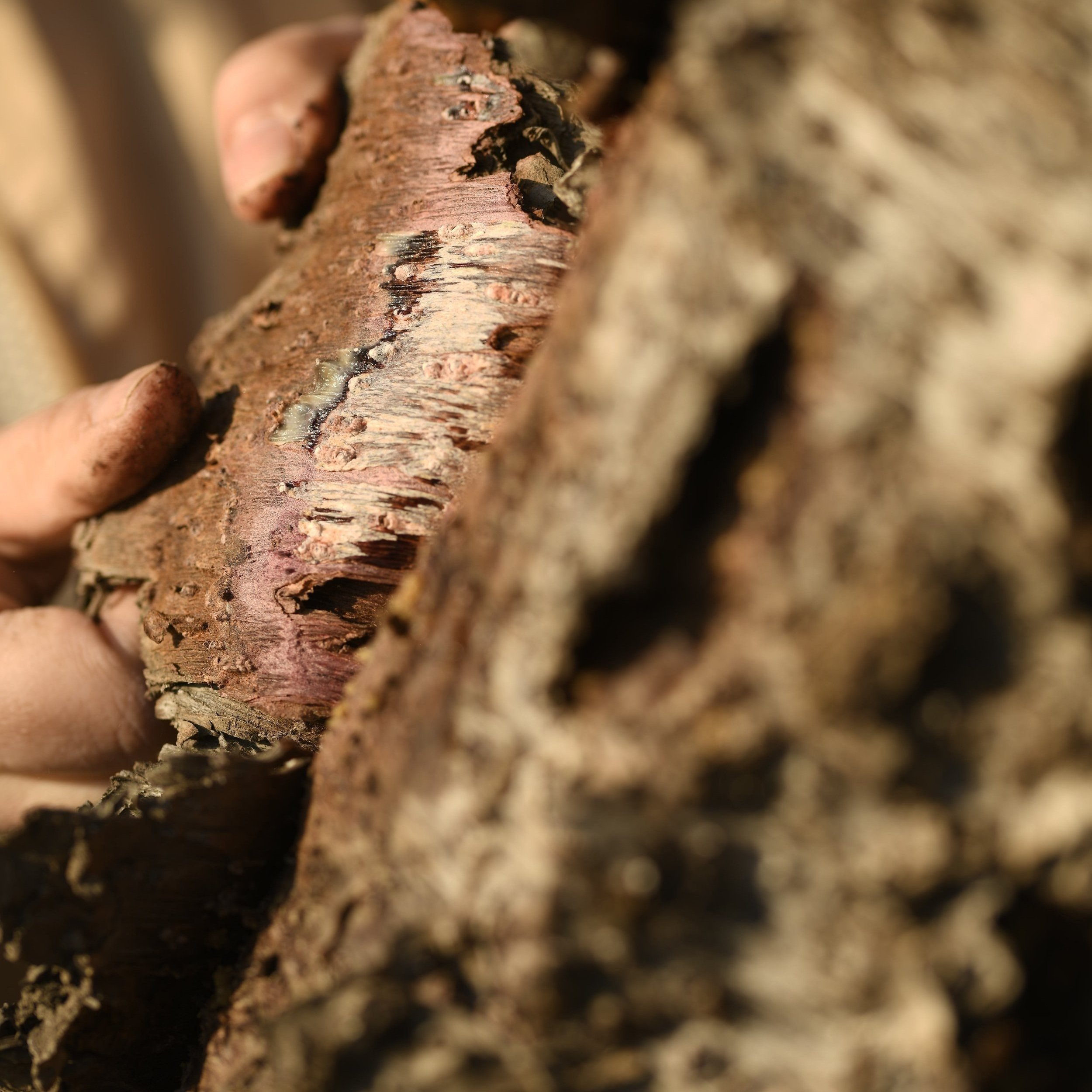 Araucaria tree bark