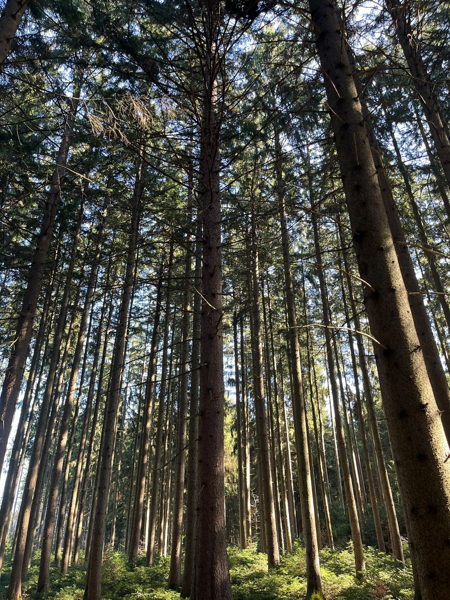 Waldbild mit vielen Bäumen