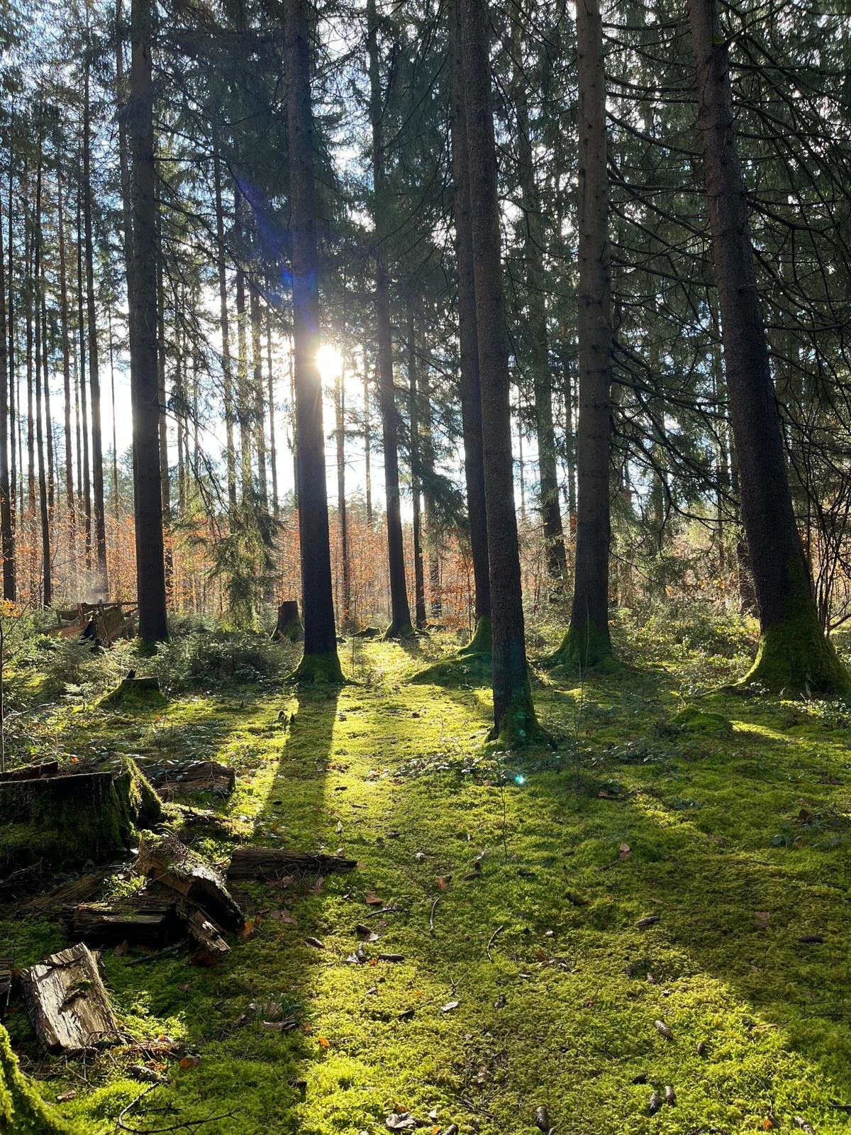 Waldbild