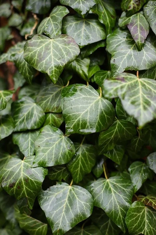 Ivy in the ogham divination