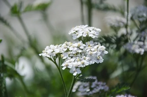 Dried stalks from the yarrow plant are used for I-Ching divination