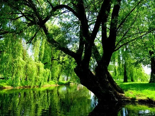 Willow in the ogham divination