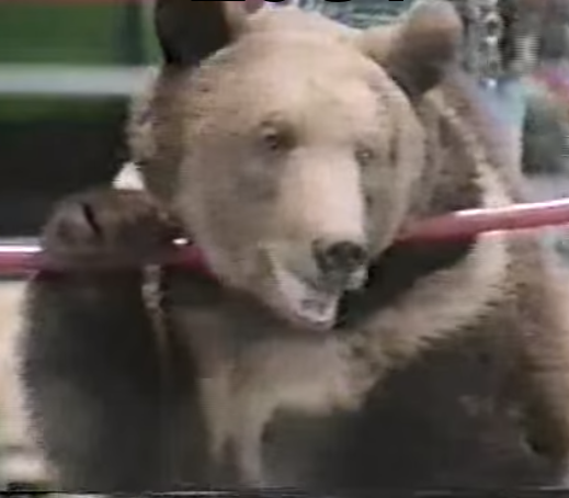 An Un”bear”able Match