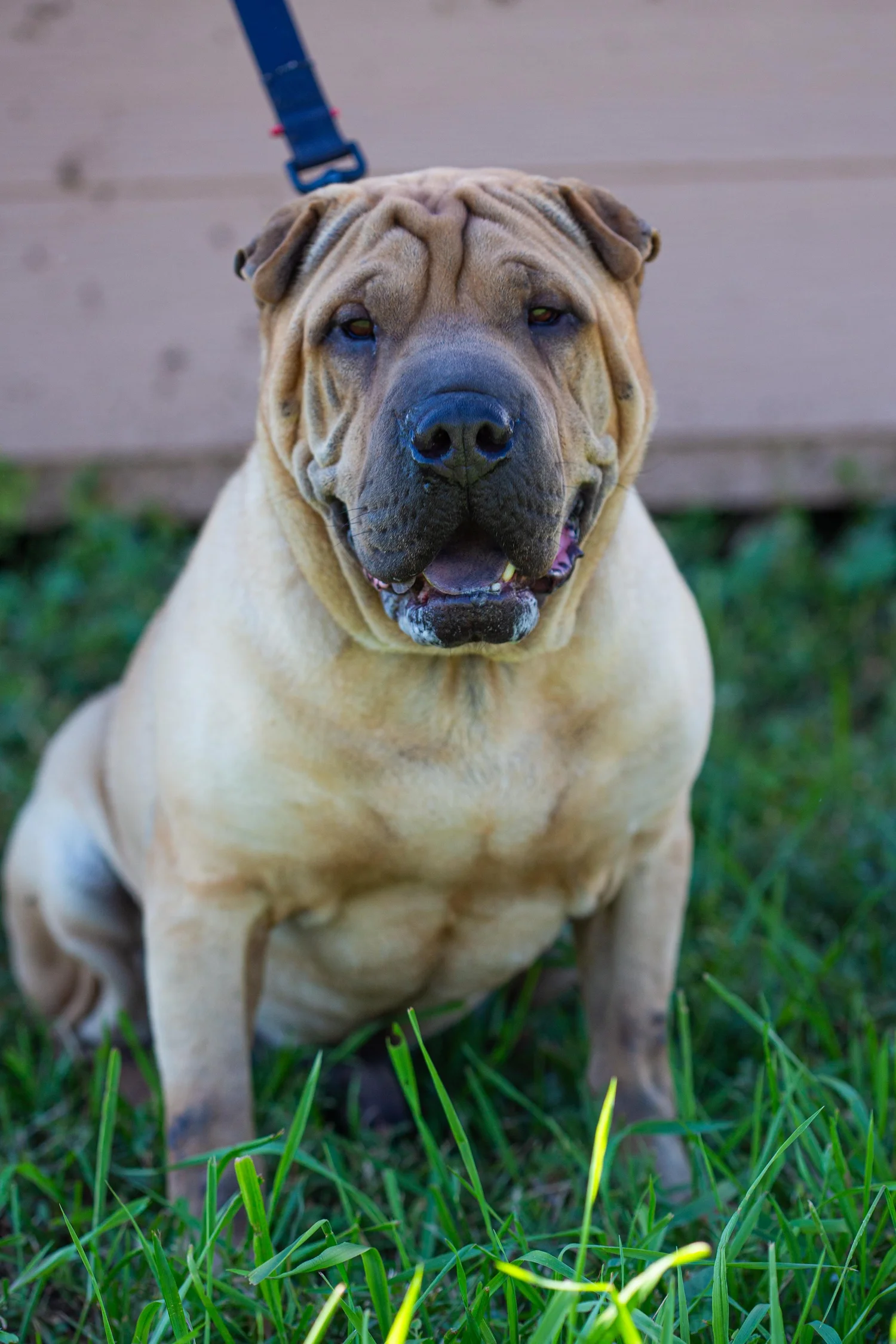 Dogs — Four Paws Rescue