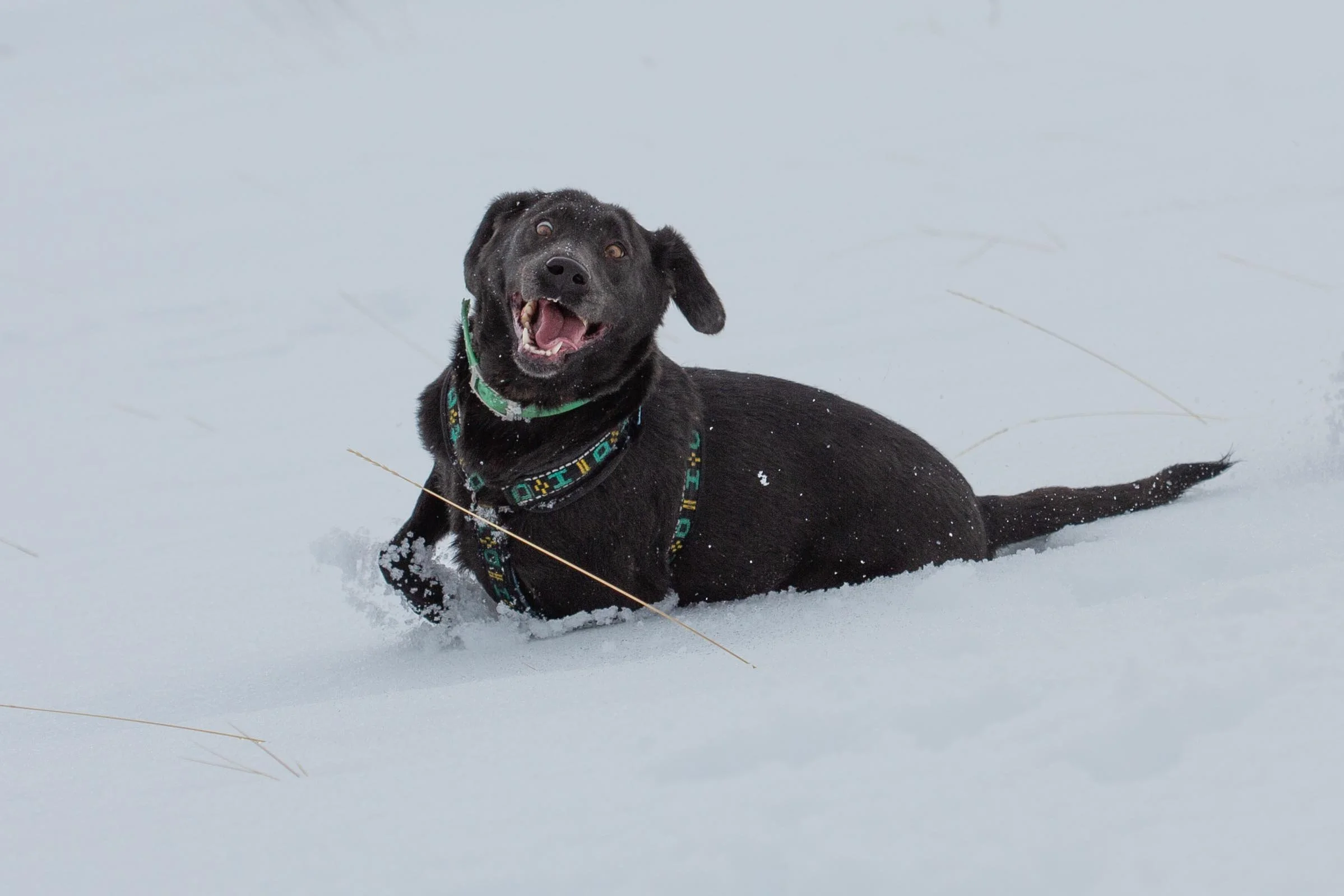 zoey-4.jpg