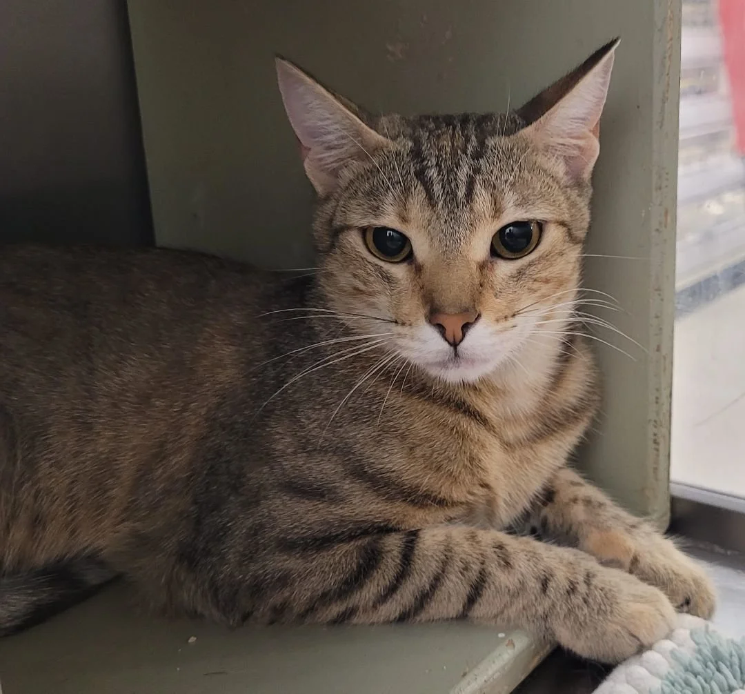 Adoptable Cats — Four Paws Rescue