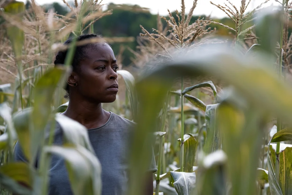 12. hailey in cornfield.jpg