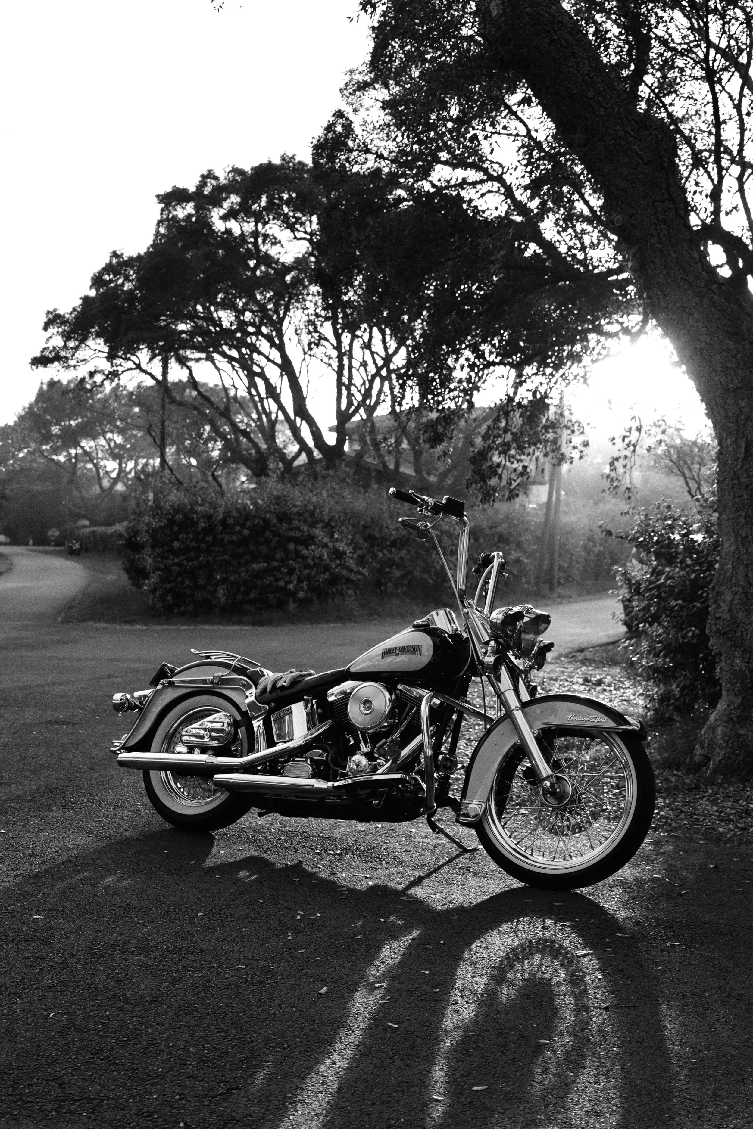 DSC03682_SnapseedCopy 2.jpg