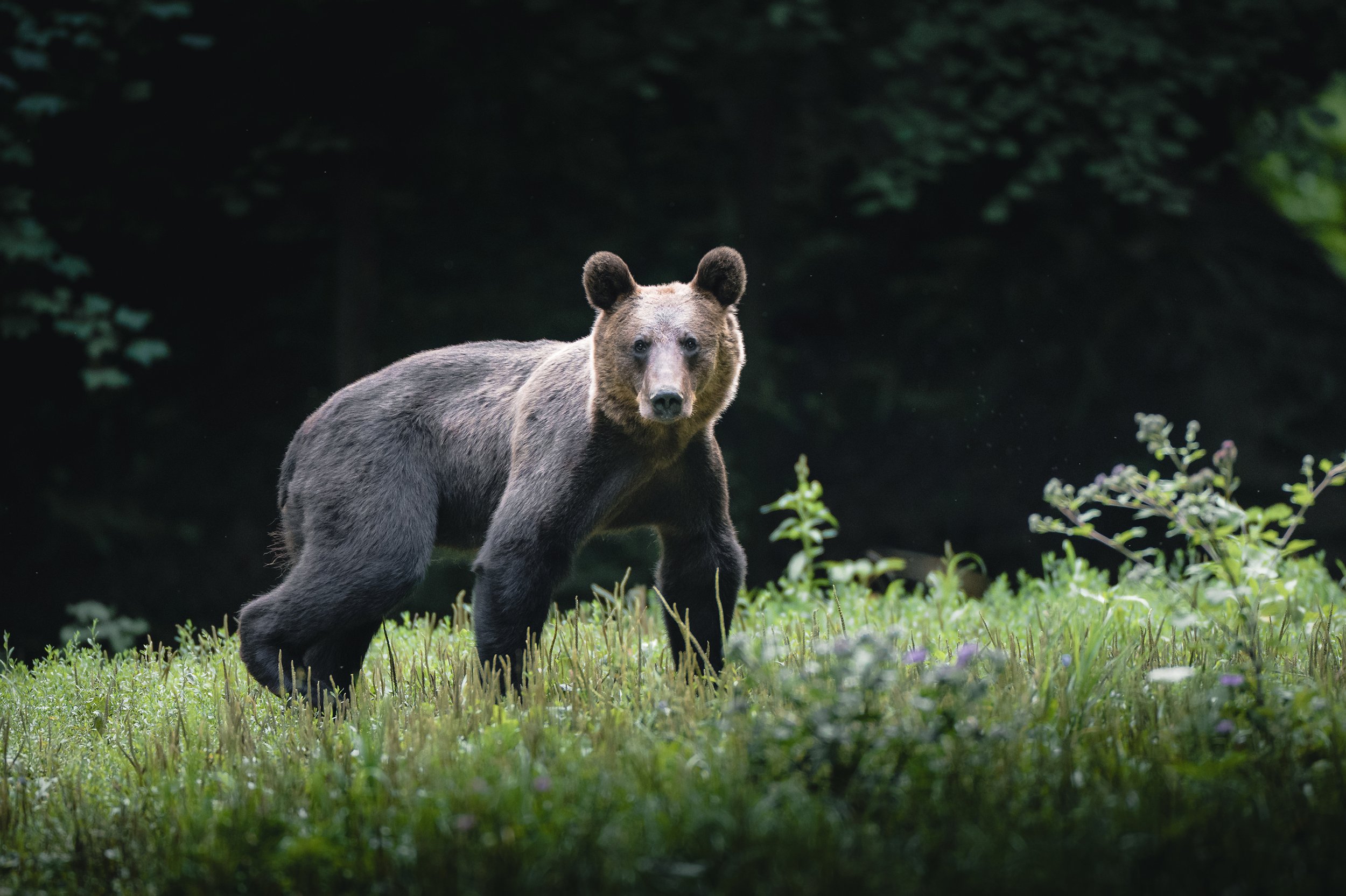 A bear standing in a grassy clearing with a dark forest background.