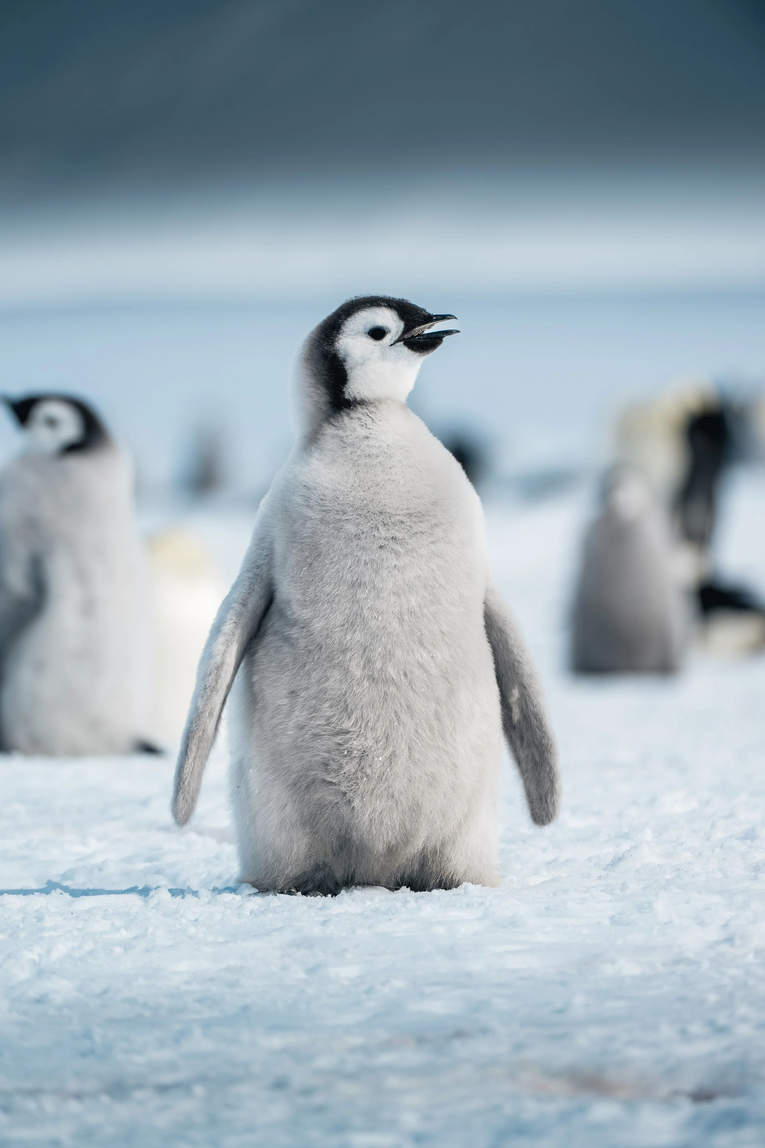 A baby penguin standing on snow with other penguins in the background.