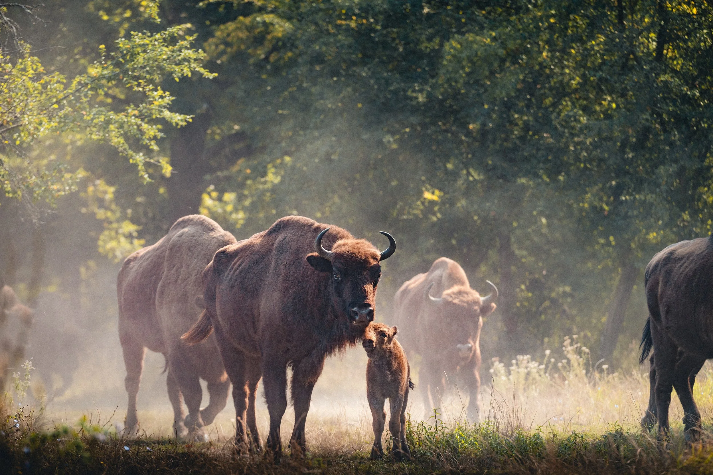 A herd of bison grazing in a forest clearing with sunlight filtering through the trees.