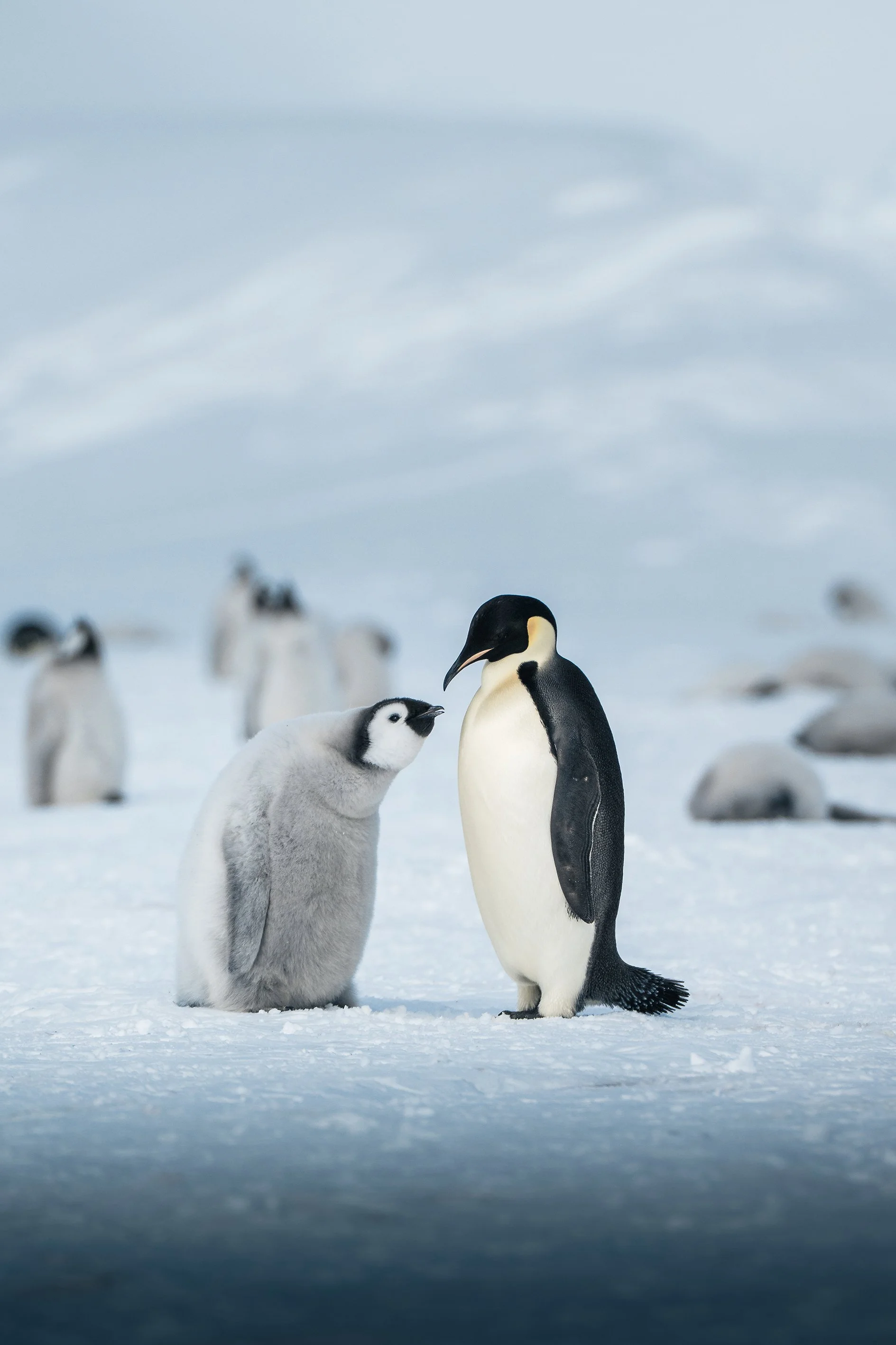 A baby penguin and an adult penguin standing on snow in Antarctica, with other penguins in the background.