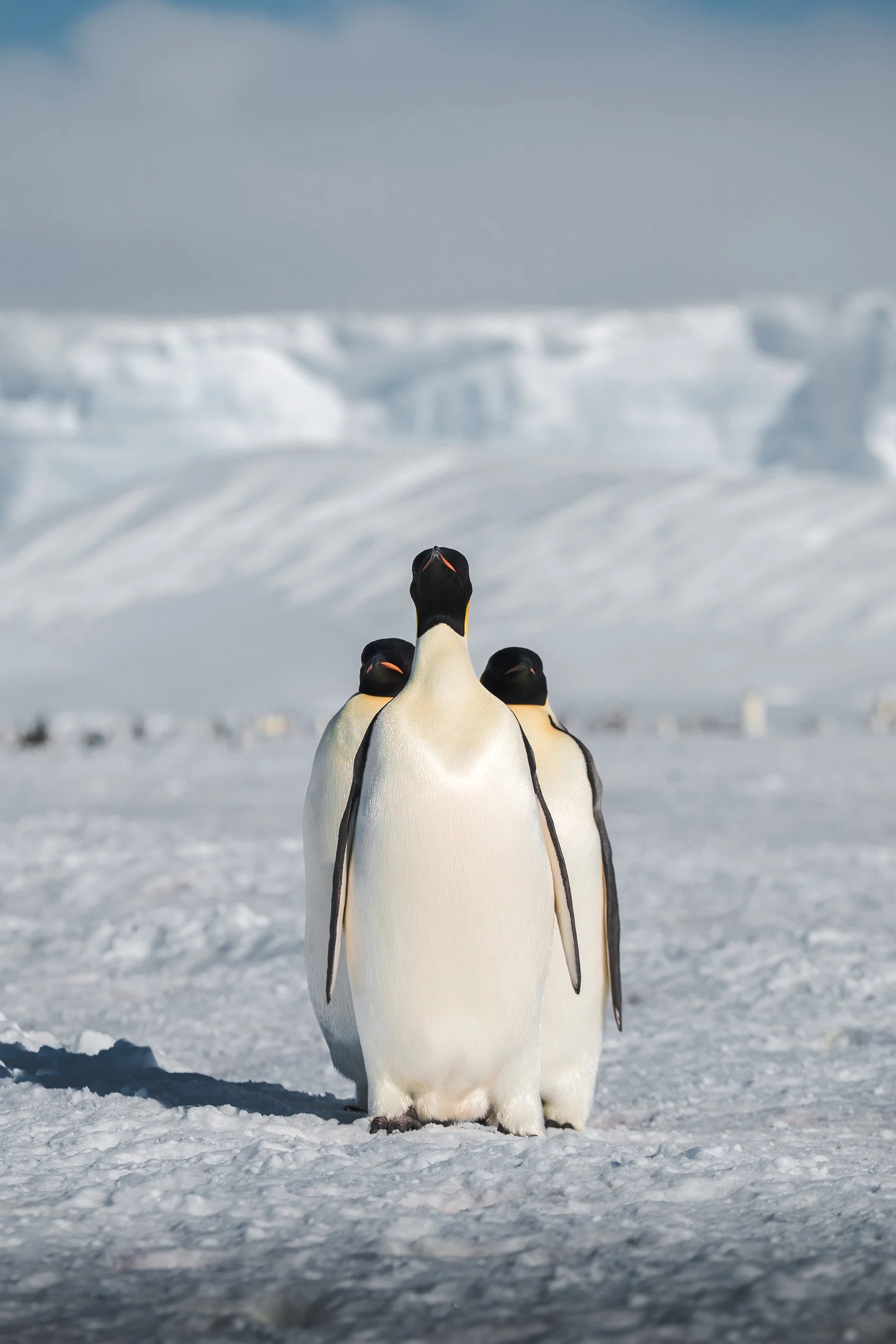 Three emperor penguins standing on icy snow in a cold, Antarctic landscape with glaciers in the background.