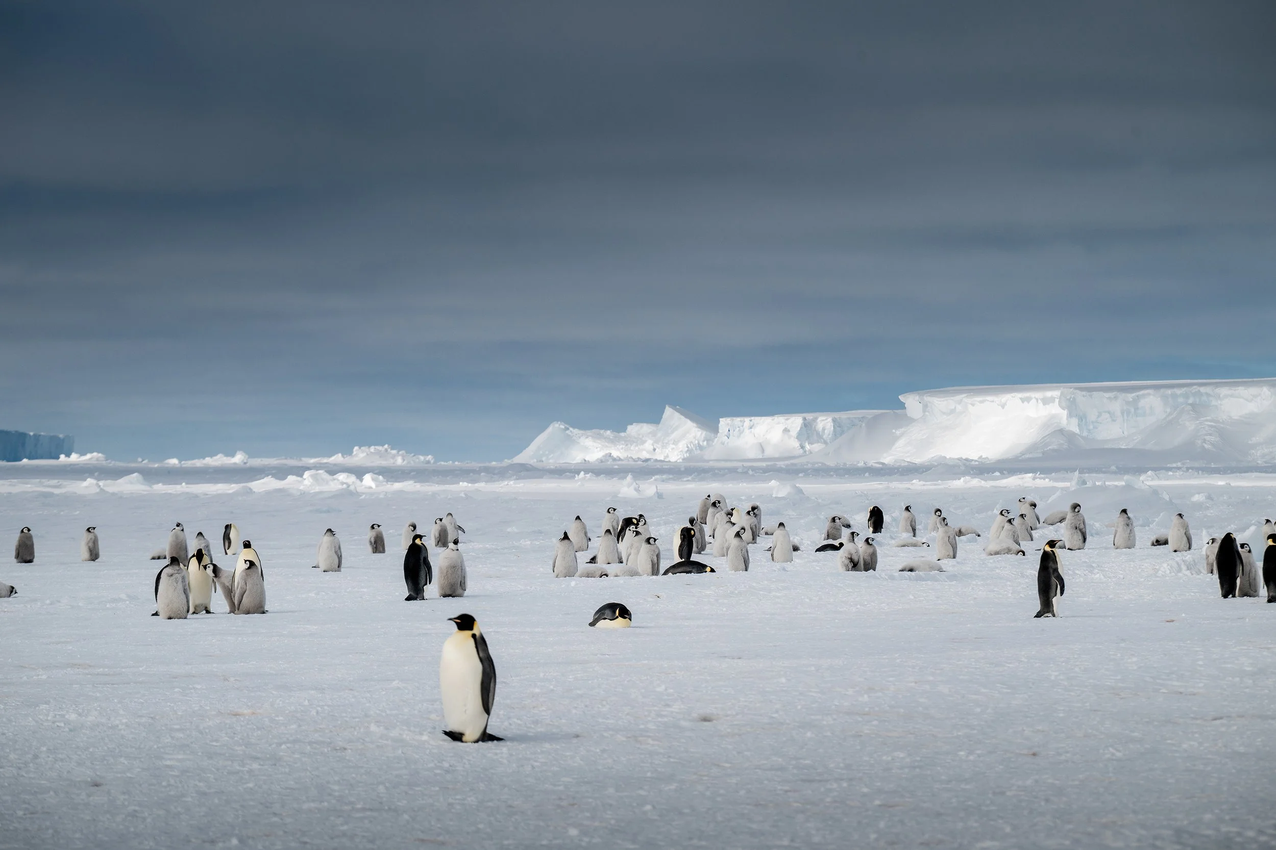 A large group of penguins standing on the snow and ice of Antarctica, with ice formations and a cloudy sky in the background.