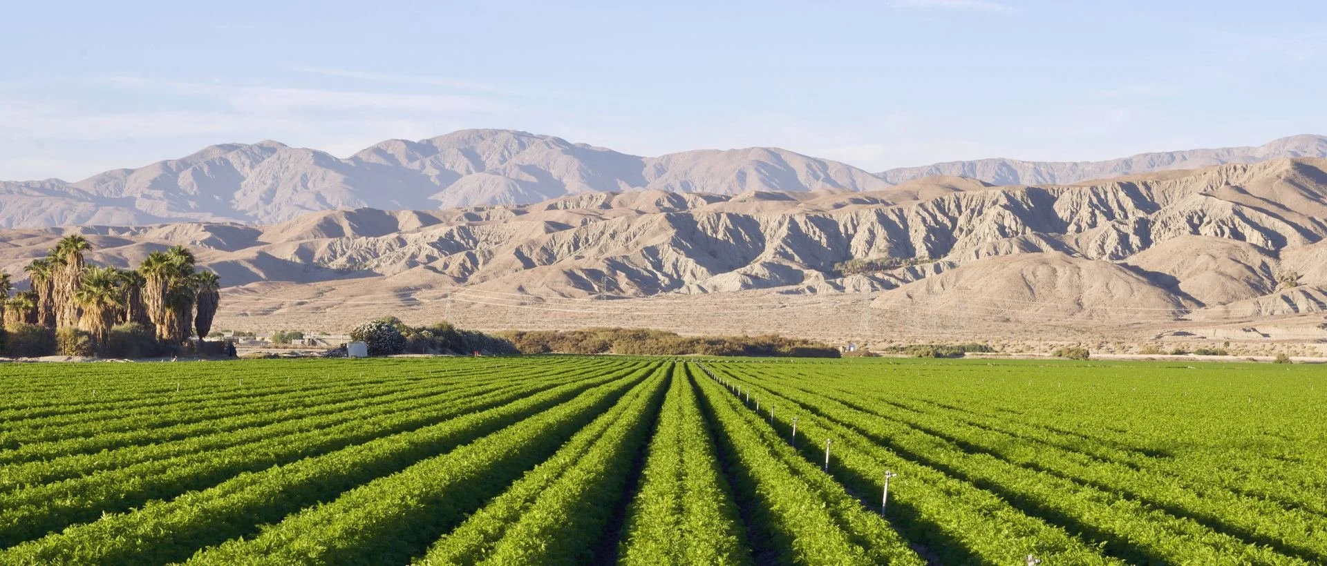 Green farm fields with rows of crops, palm trees to the left, and mountains in the background under a clear sky.
