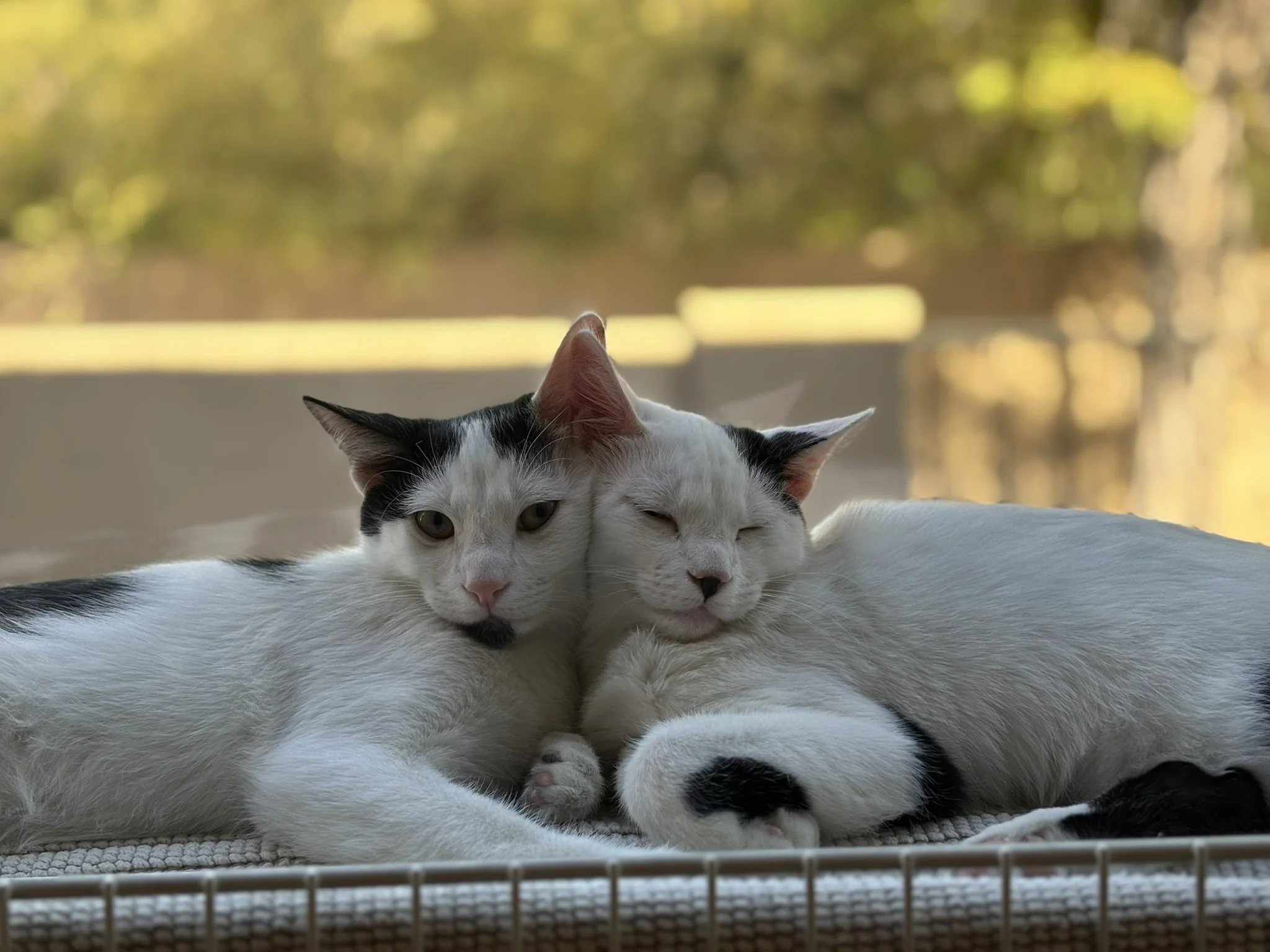 My bonded pair cats, Archie and Clyde, snuggling together in the windowsill. They are small and black & white spotted.
