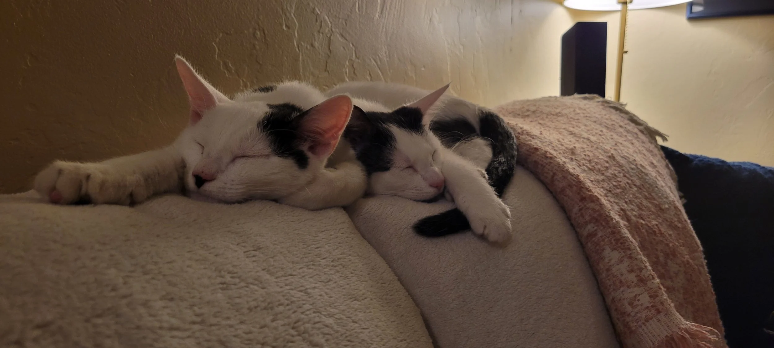 What Should You Know About Adopting Bonded Pair Pets?