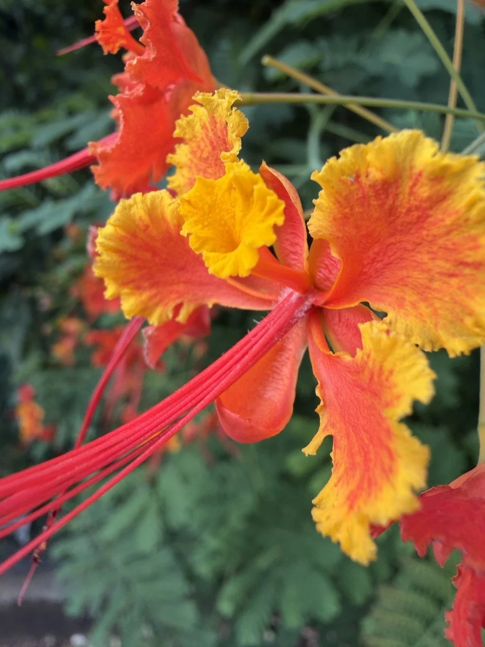 Close-up of a vibrant red and yellow flower with ruffled petals and long red stamens against green foliage.
