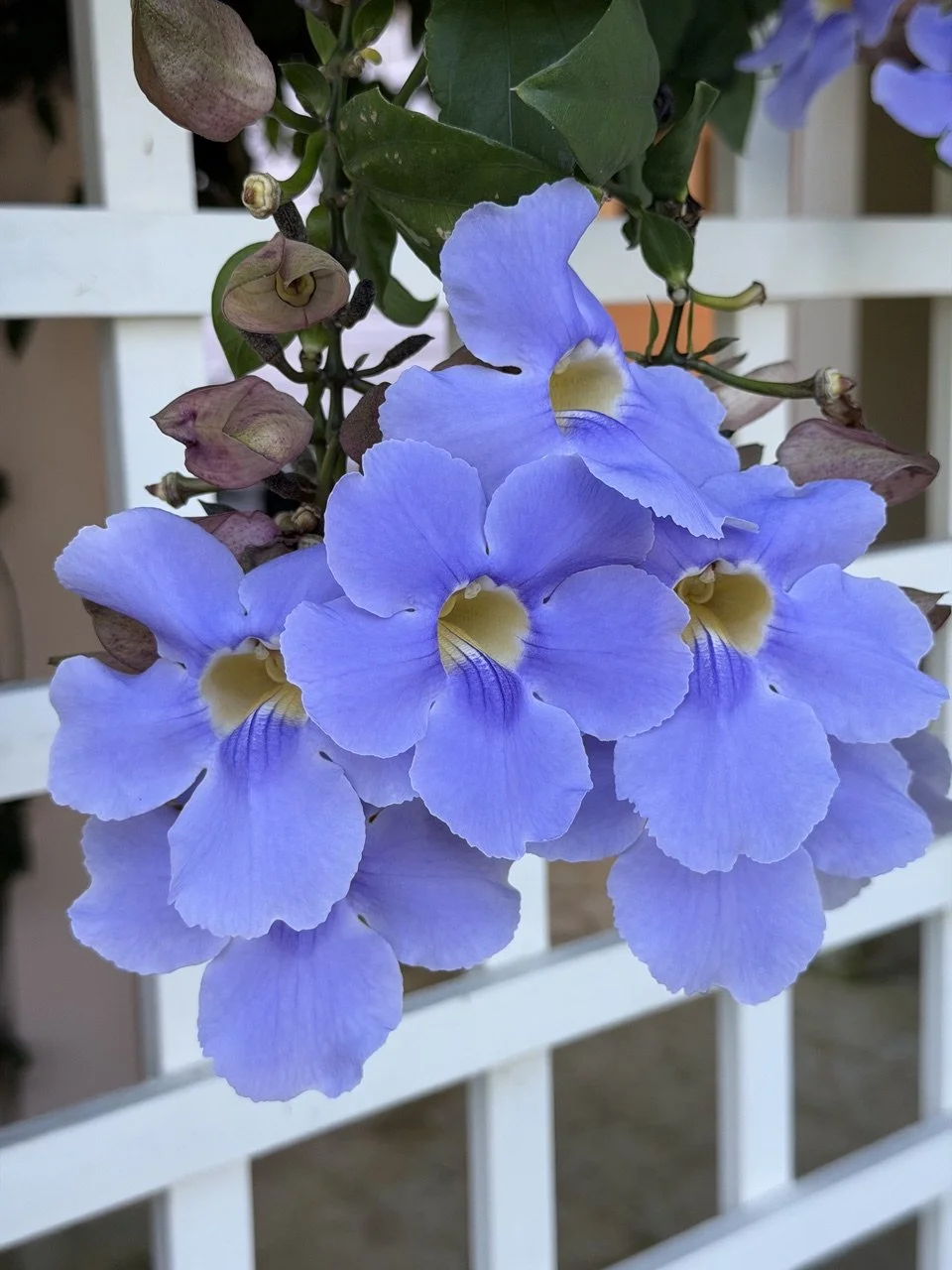 Close-up of a cluster of blue orchids with yellow centers, green leaves, and unopened buds on a white fence.