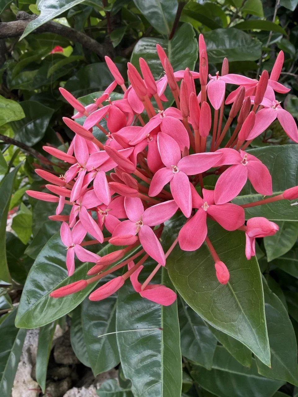 Pink star-shaped flowers and green shiny leaves on a plant.